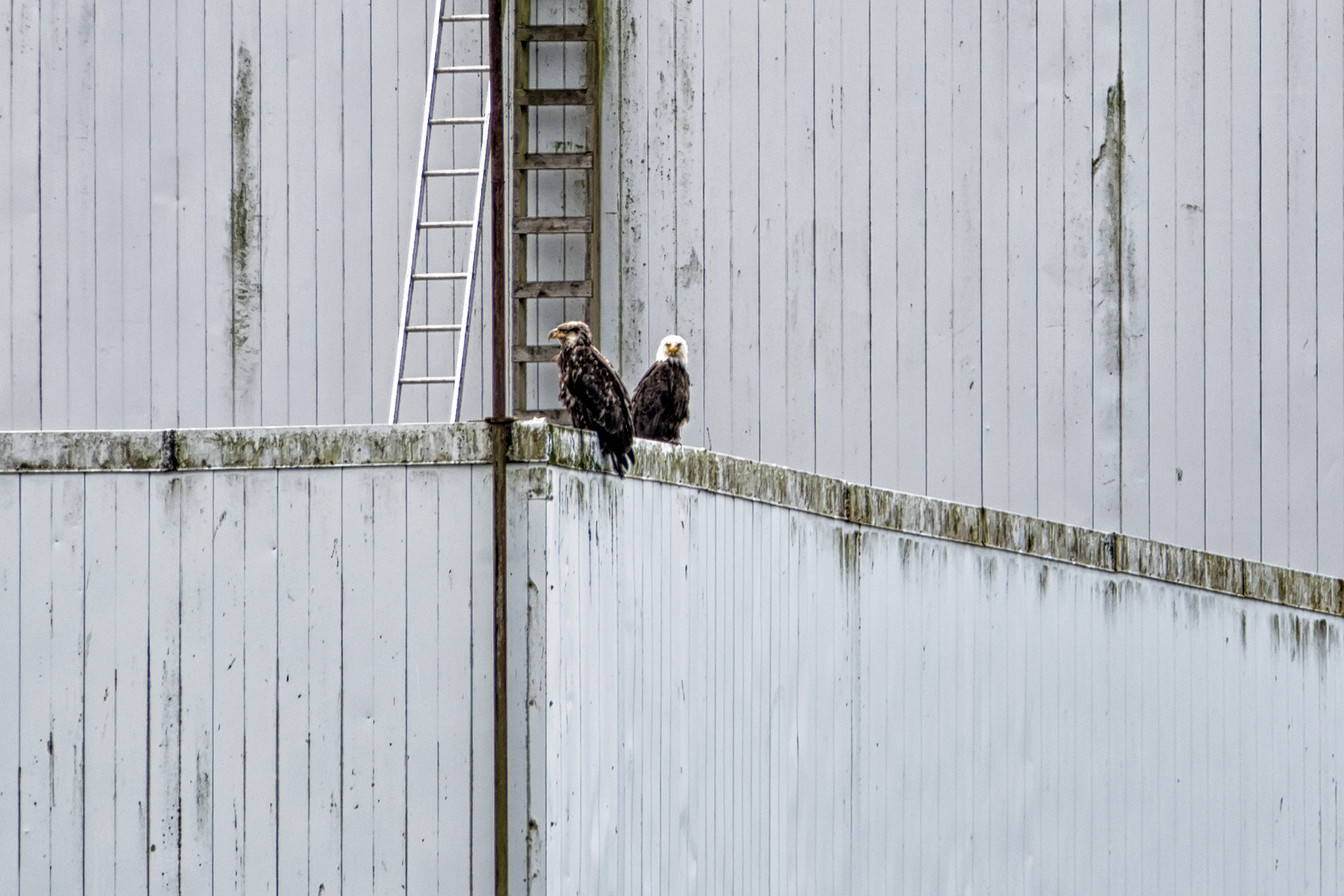 Sony a6300 + Sony E 18-200mm F3.5-6.3 OSS sample photo. 'eagles and ladders' photography