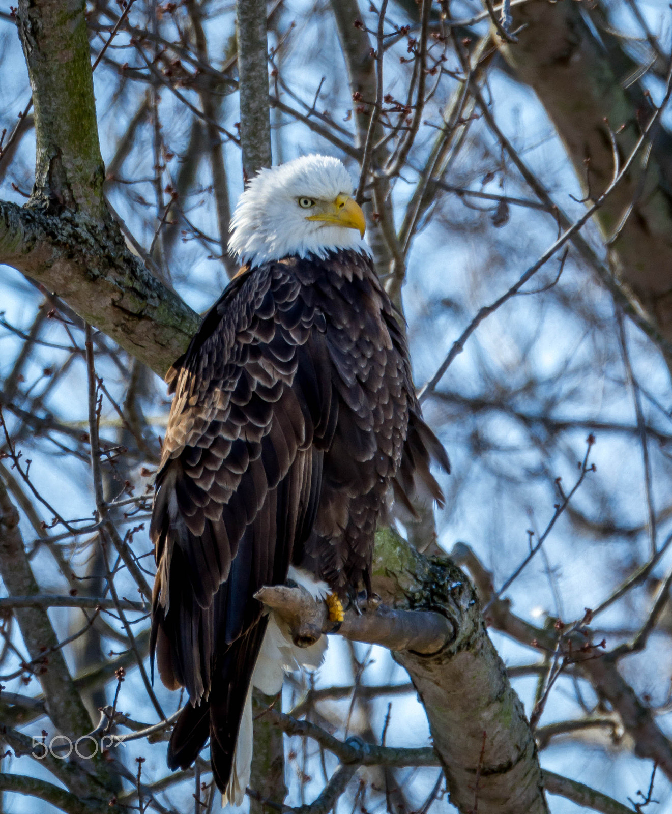 Canon EOS 7D + Canon EF 500mm F4L IS USM sample photo. Eagle photography