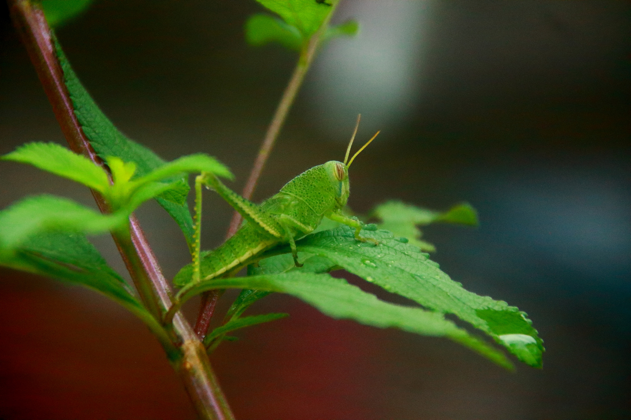 Canon EOS 1100D (EOS Rebel T3 / EOS Kiss X50) sample photo. Criquet sur melisse photography