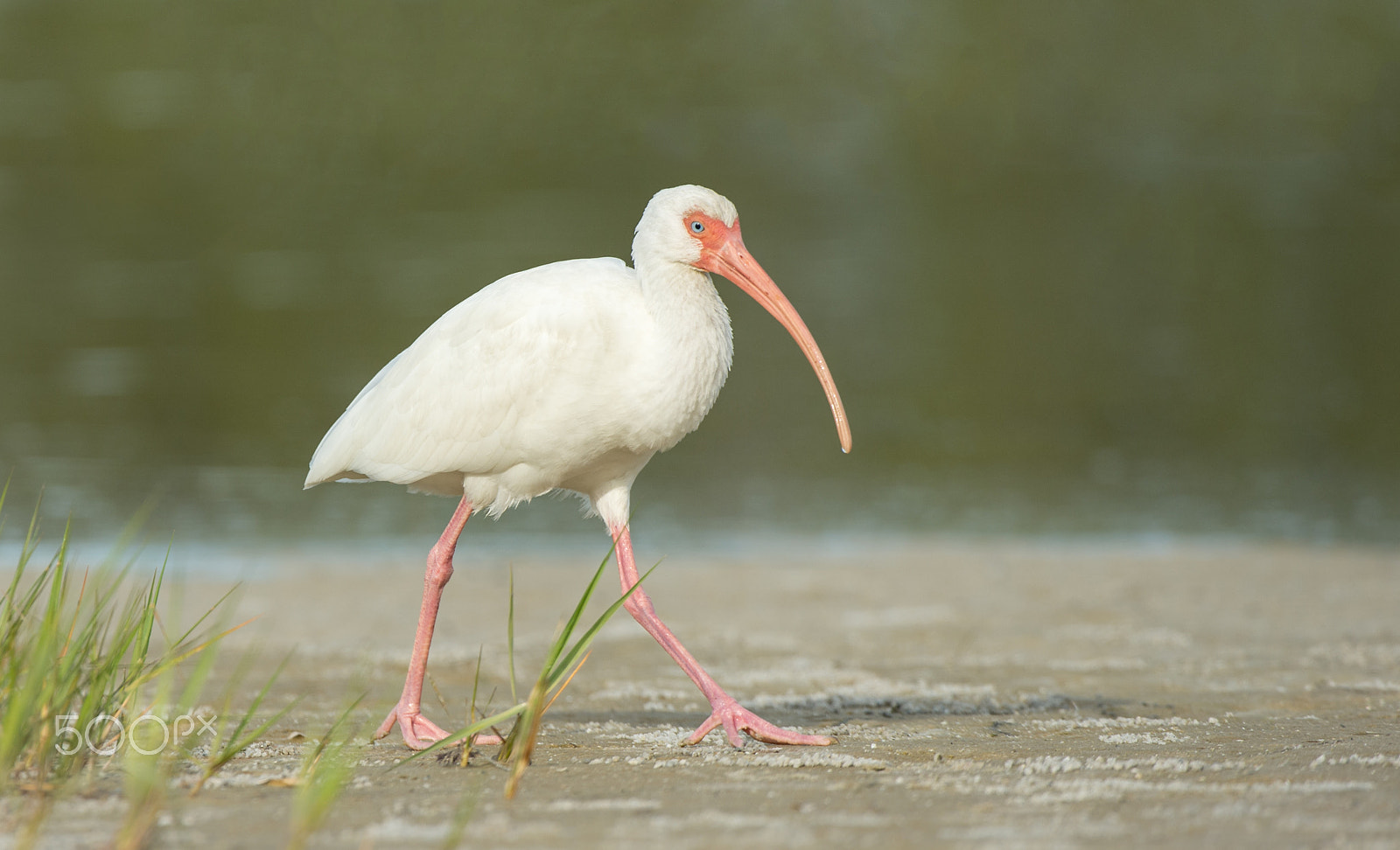 Nikon D4 + Nikon AF-S Nikkor 200-400mm F4G ED-IF VR sample photo. White ibis photography