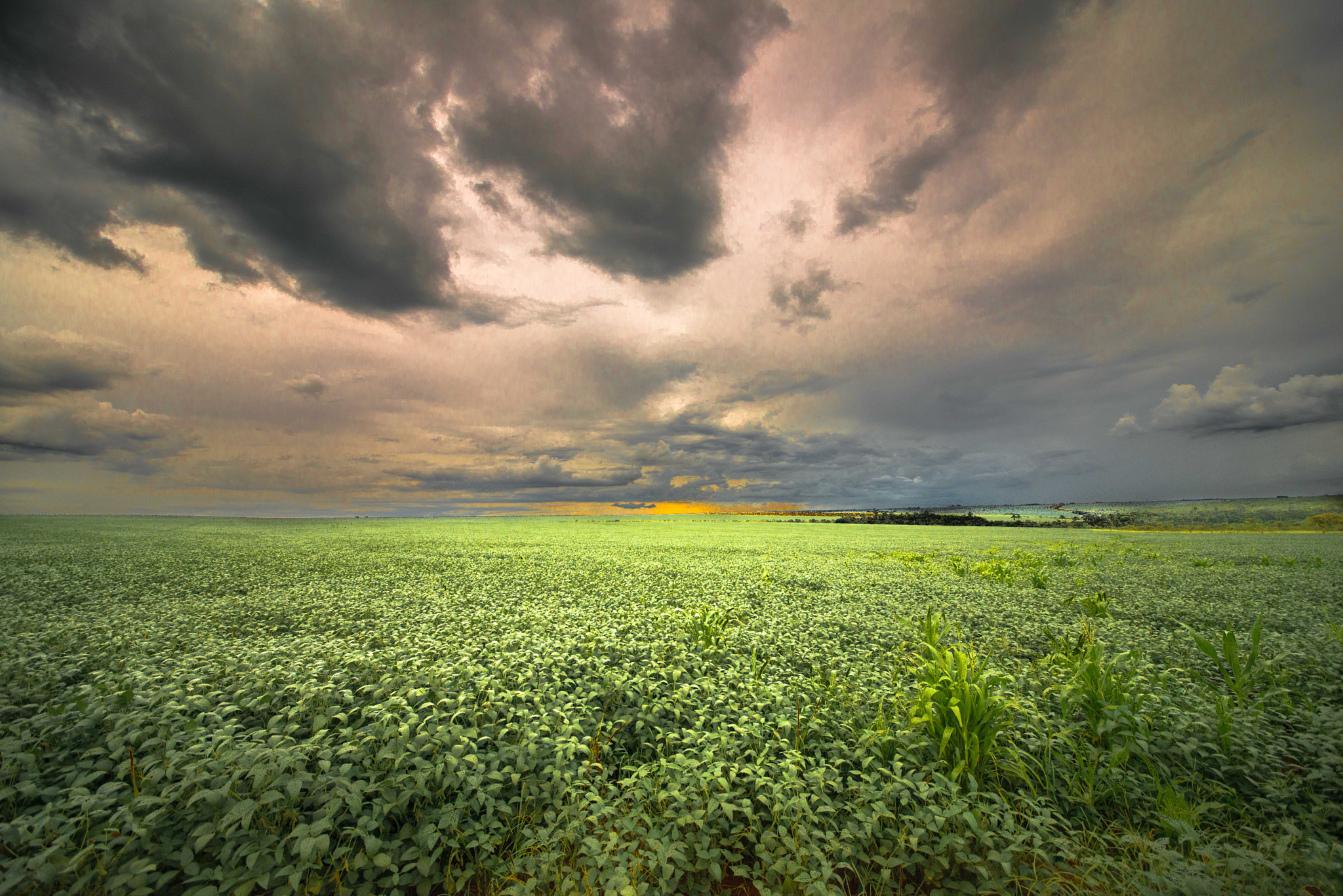 Nikon D800 + Sigma 12-24mm F4.5-5.6 II DG HSM sample photo. Soybean crop - paracatu - mg - 2 photography