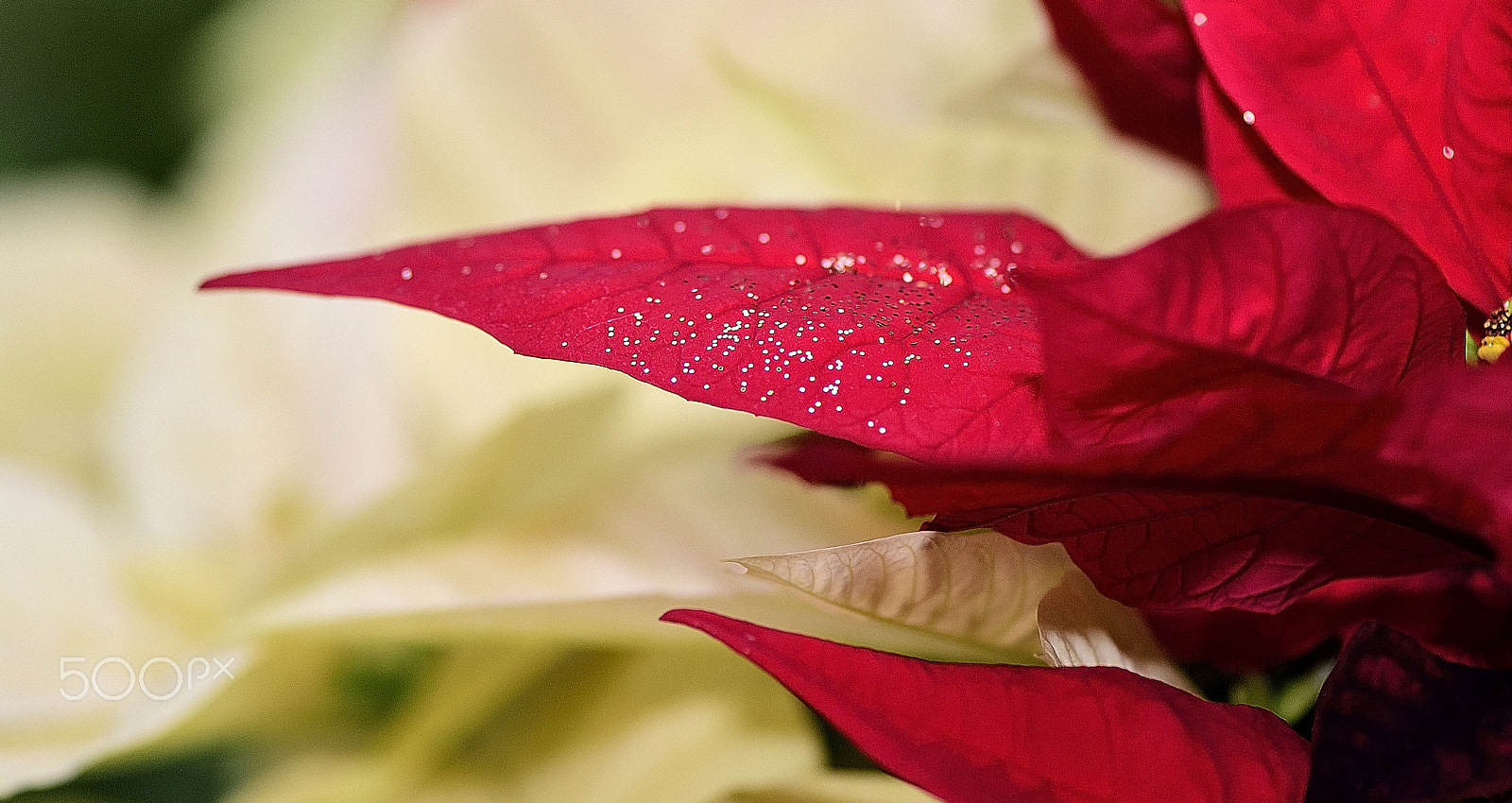 Nikon D200 + Nikon AF-S Micro-Nikkor 105mm F2.8G IF-ED VR sample photo. Red of lame poinsettia photography