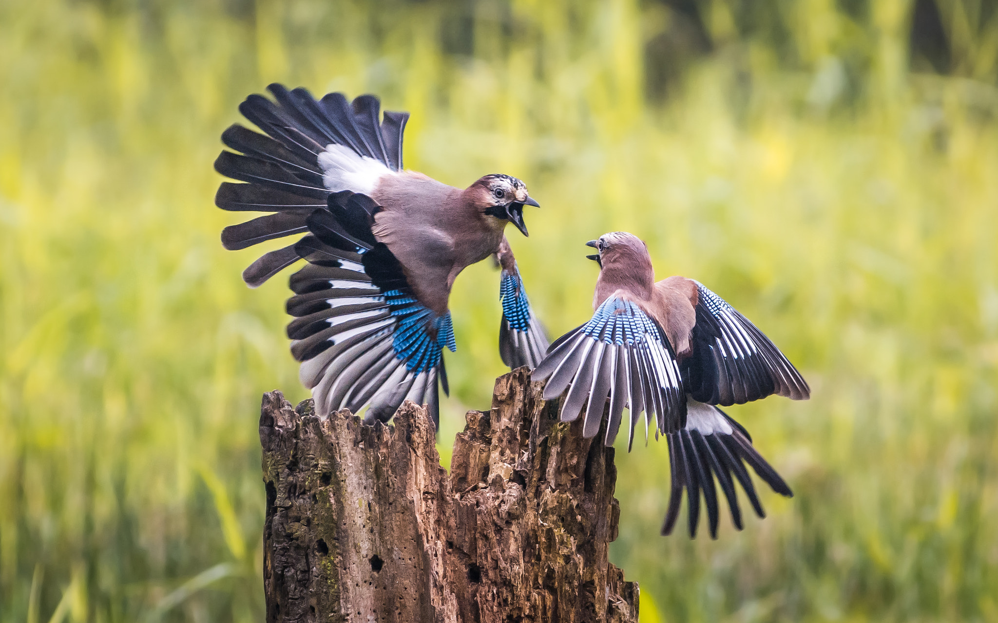 Nikon D7100 sample photo. Eurasian jay photography