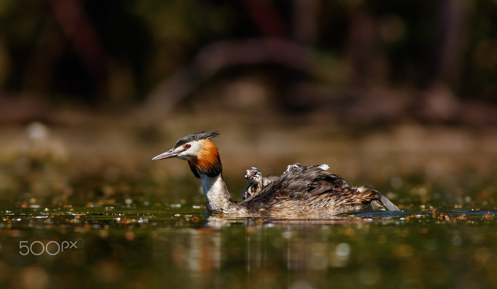 Canon EOS 760D (EOS Rebel T6s / EOS 8000D) + Canon EF 400mm F5.6L USM sample photo. Potápka roháč photography