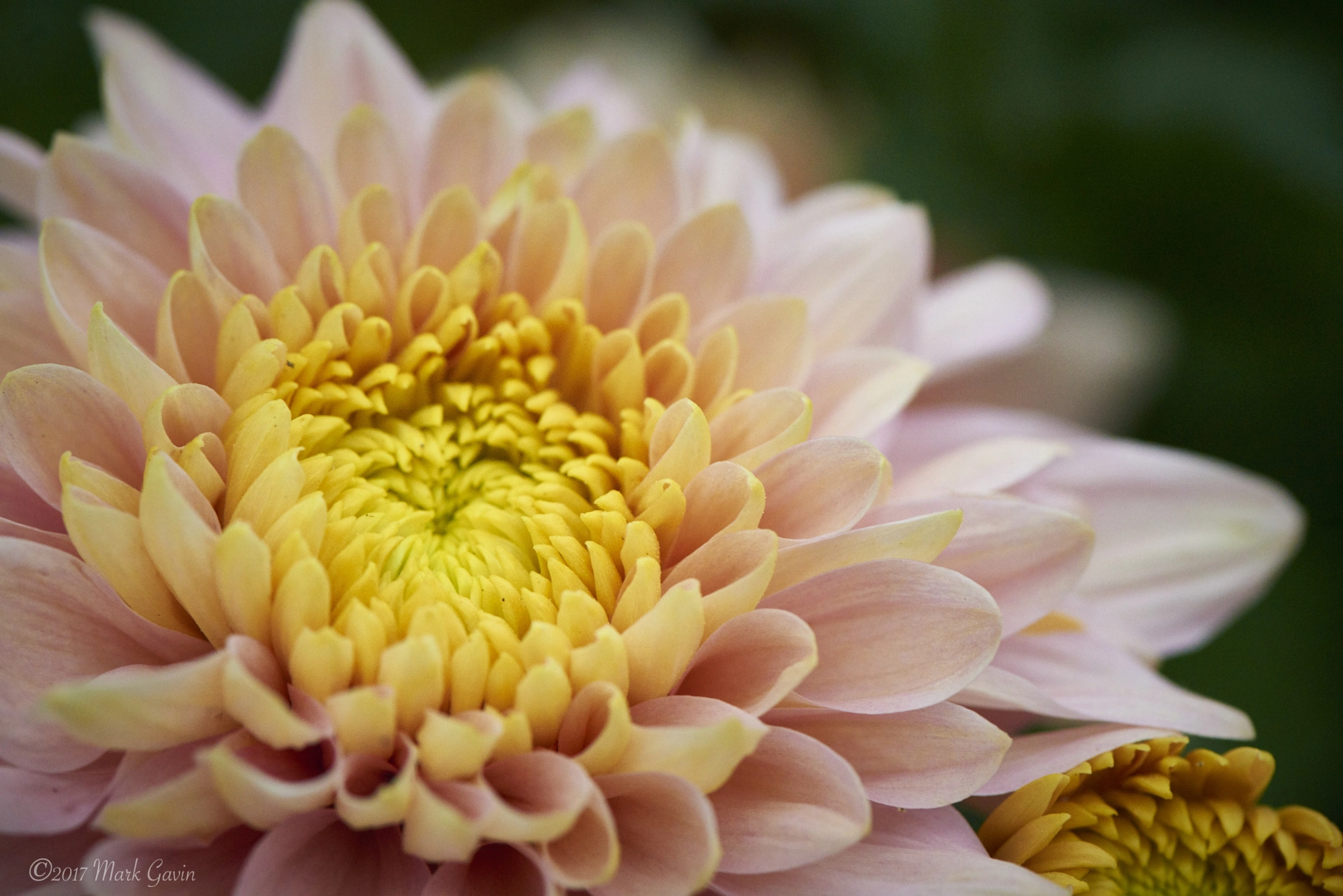 Nikon D800E sample photo. Chrysanthemum photography