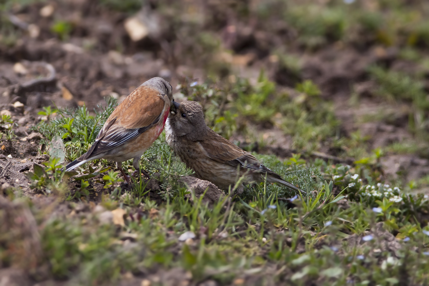 Canon EF 600mm f/4L IS sample photo. Common linnet / carduelis cannab photography