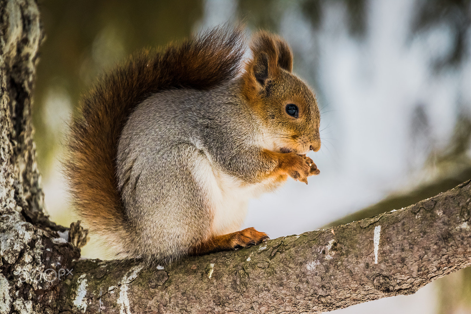 Canon EF 70-300mm F4-5.6L IS USM sample photo. Squirrel photography
