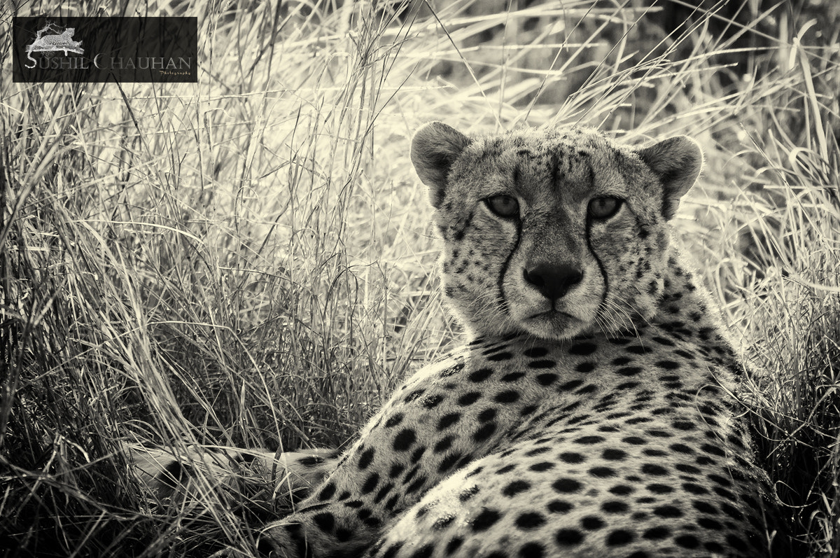 Nikon D5000 sample photo. Hypnotic stare photography