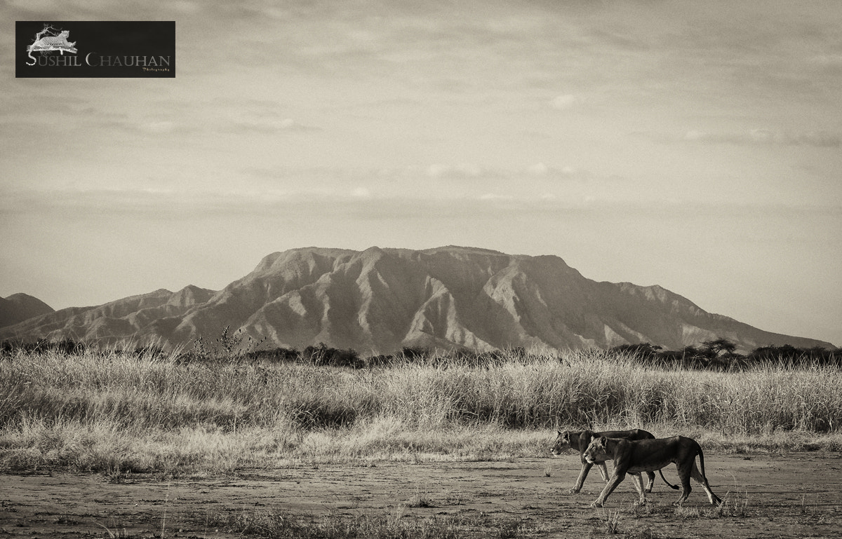 Nikon D5000 sample photo. Brothers in arms photography