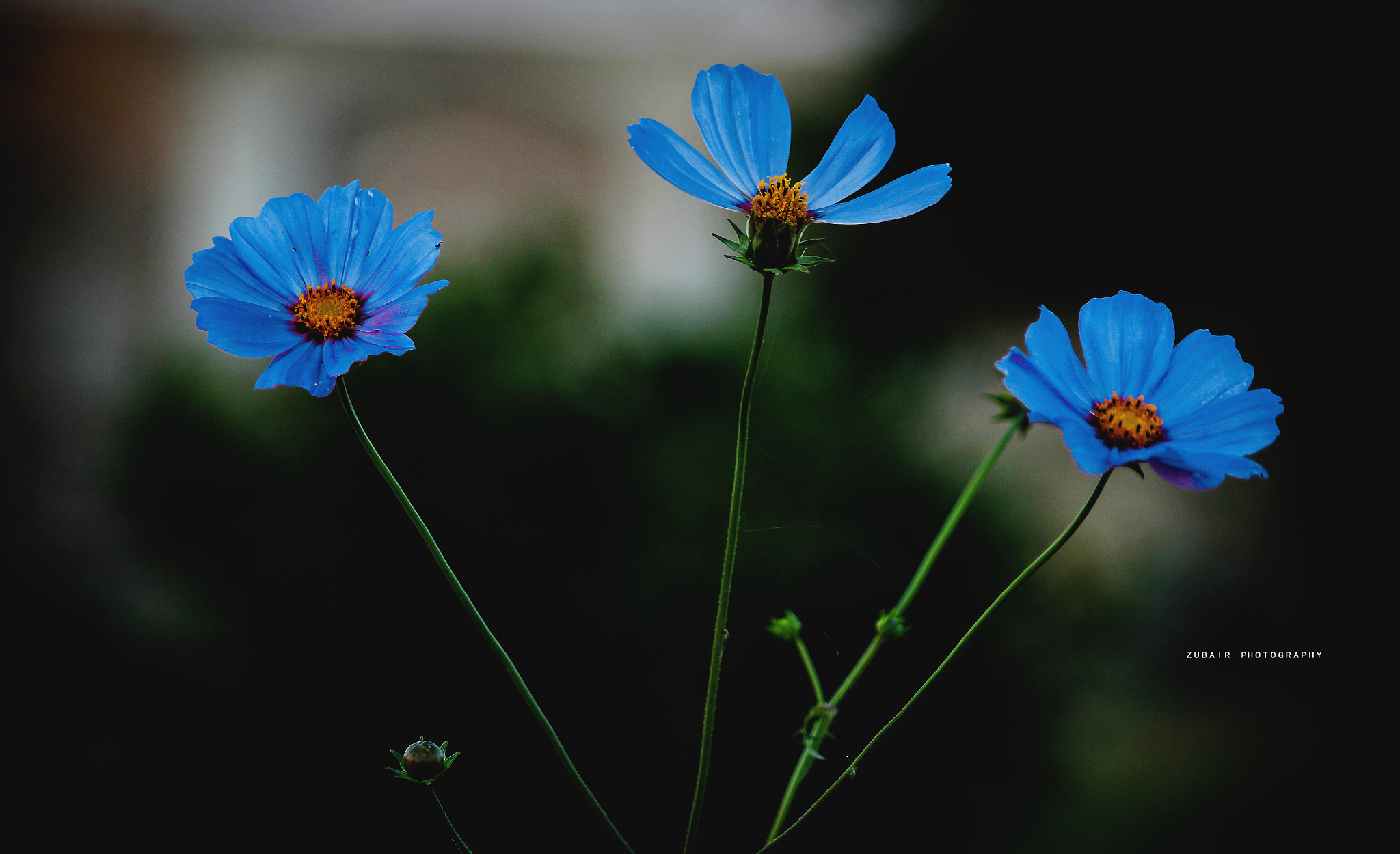 Canon EF-S 55-250mm F4-5.6 IS sample photo. Beauty of nature photography