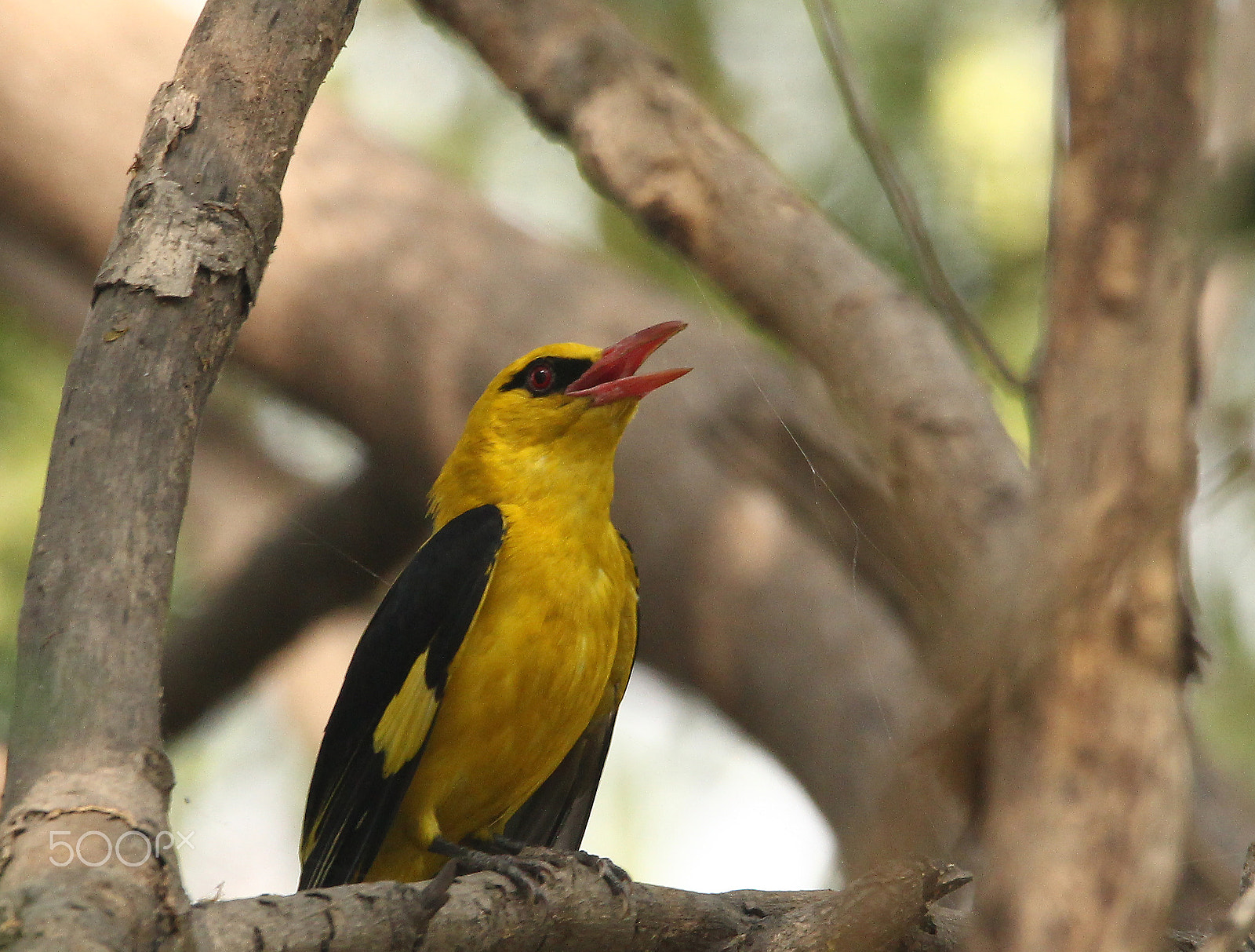 Sigma 150-600mm F5-6.3 DG OS HSM | C sample photo. Golden oriole photography