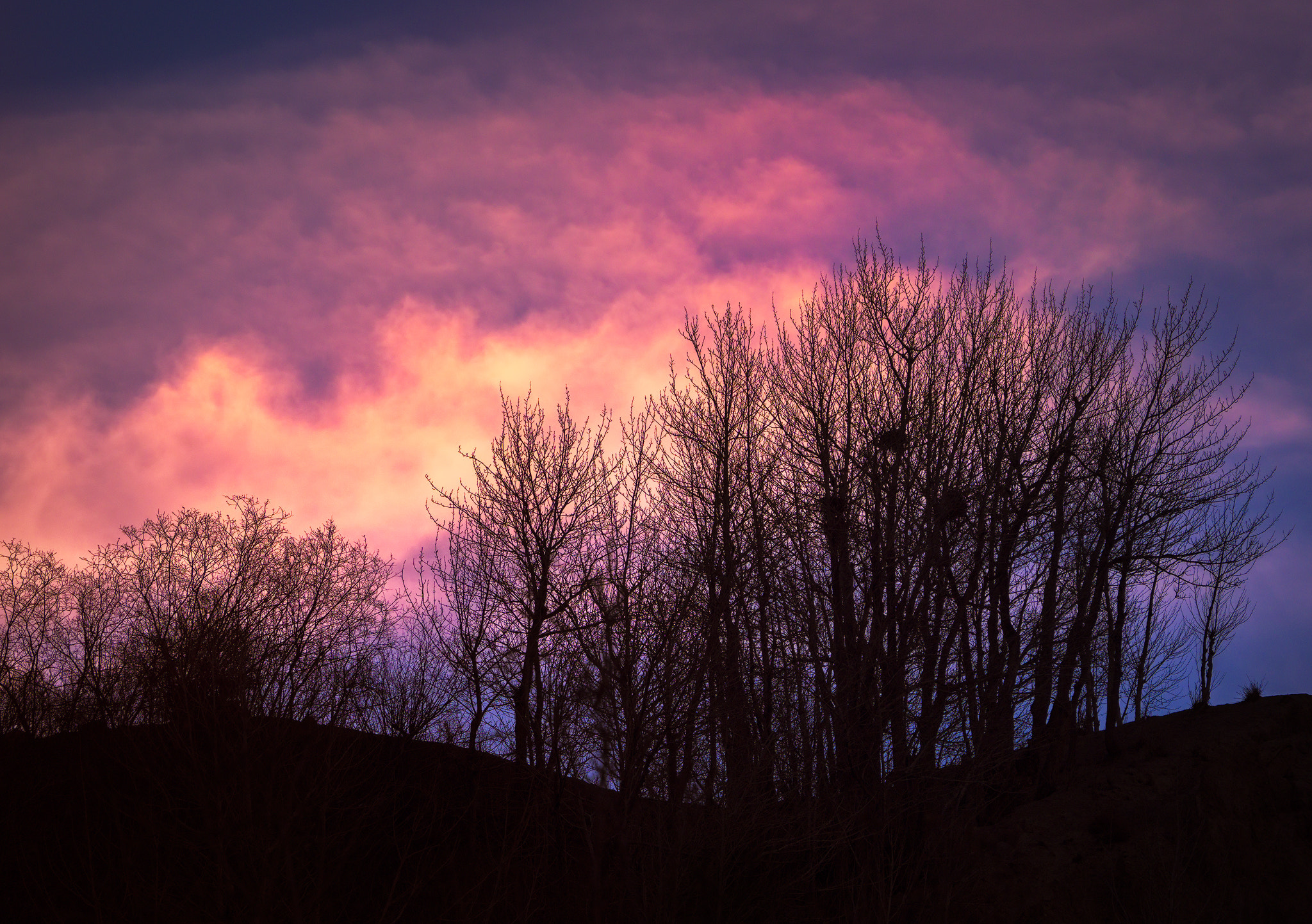 Olympus OM-D E-M1 Mark II sample photo. Trees photography