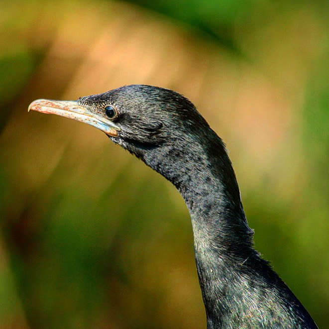 Nikon D300S sample photo. Portrait of a cormorant photography