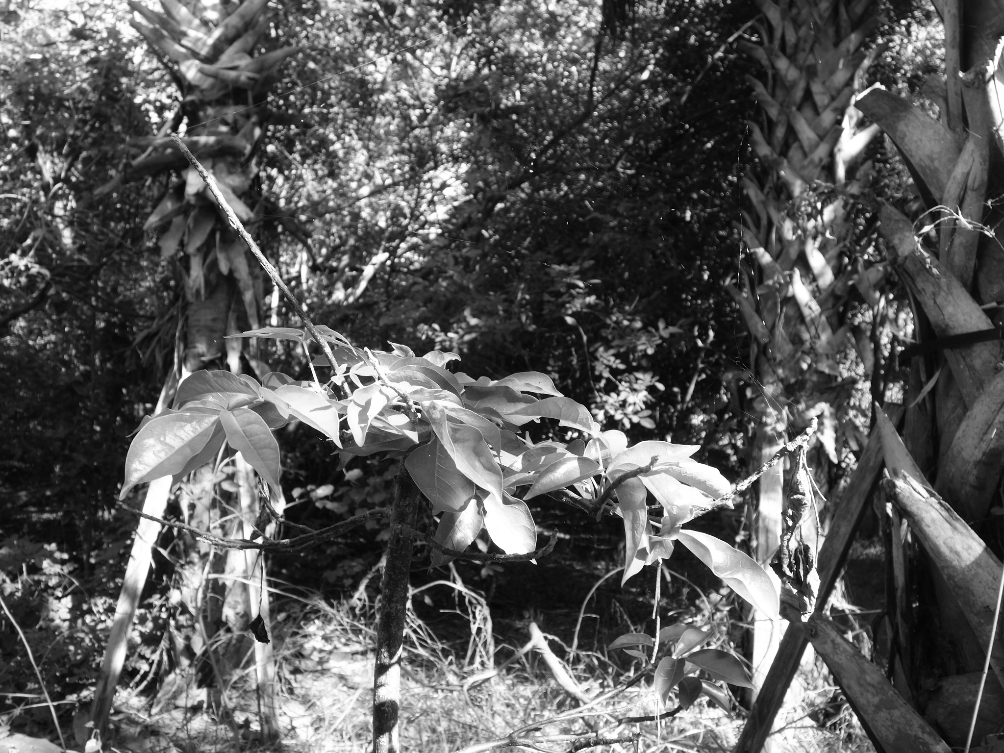 Sony 28-100mm F1.8-4.9 sample photo. Tropical forest photography