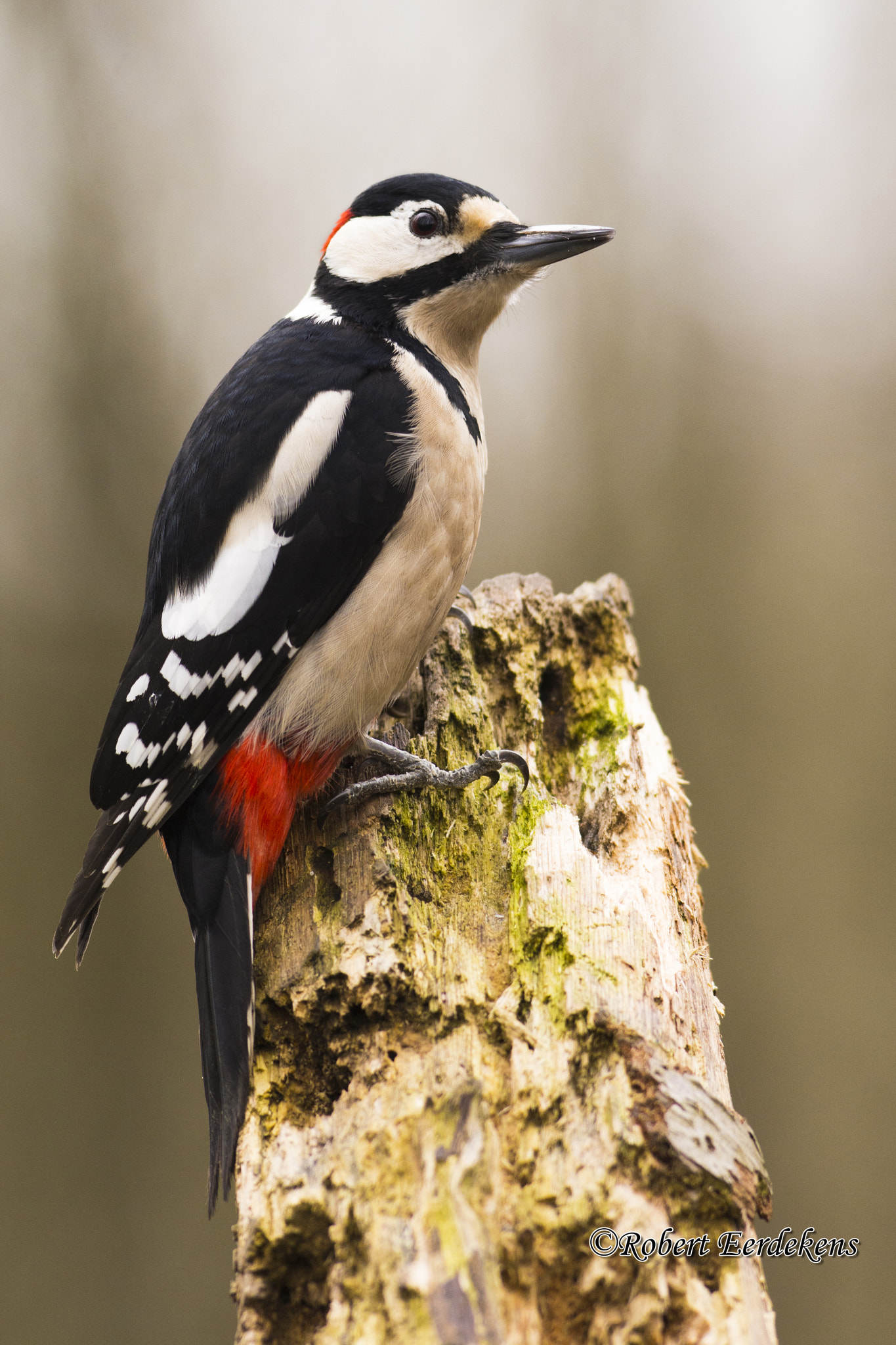 Nikon AF-S Nikkor 300mm F2.8G ED VR II sample photo. Great spotted woodpecker photography
