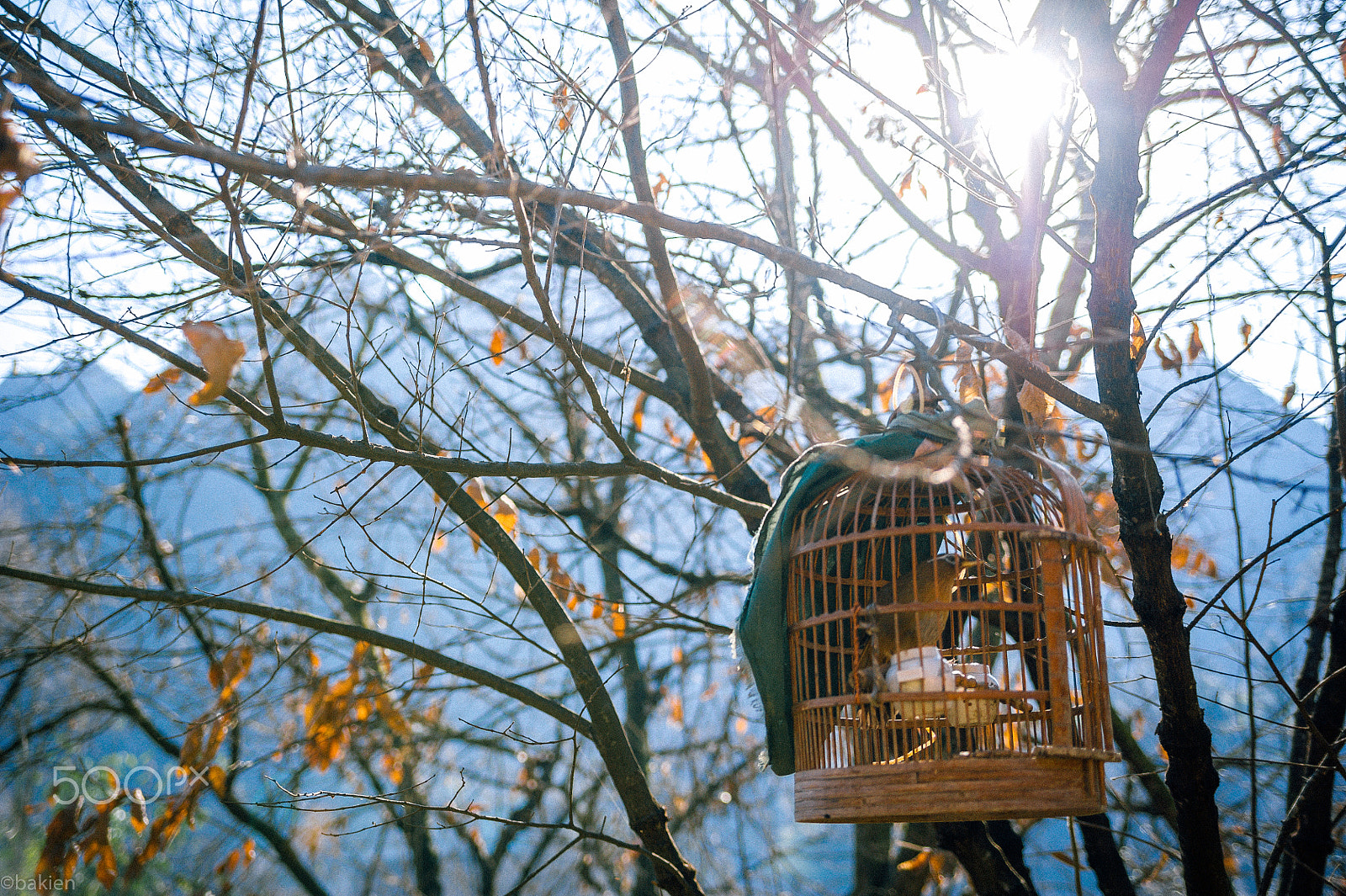 Nikon D700 sample photo. Nightingale photography