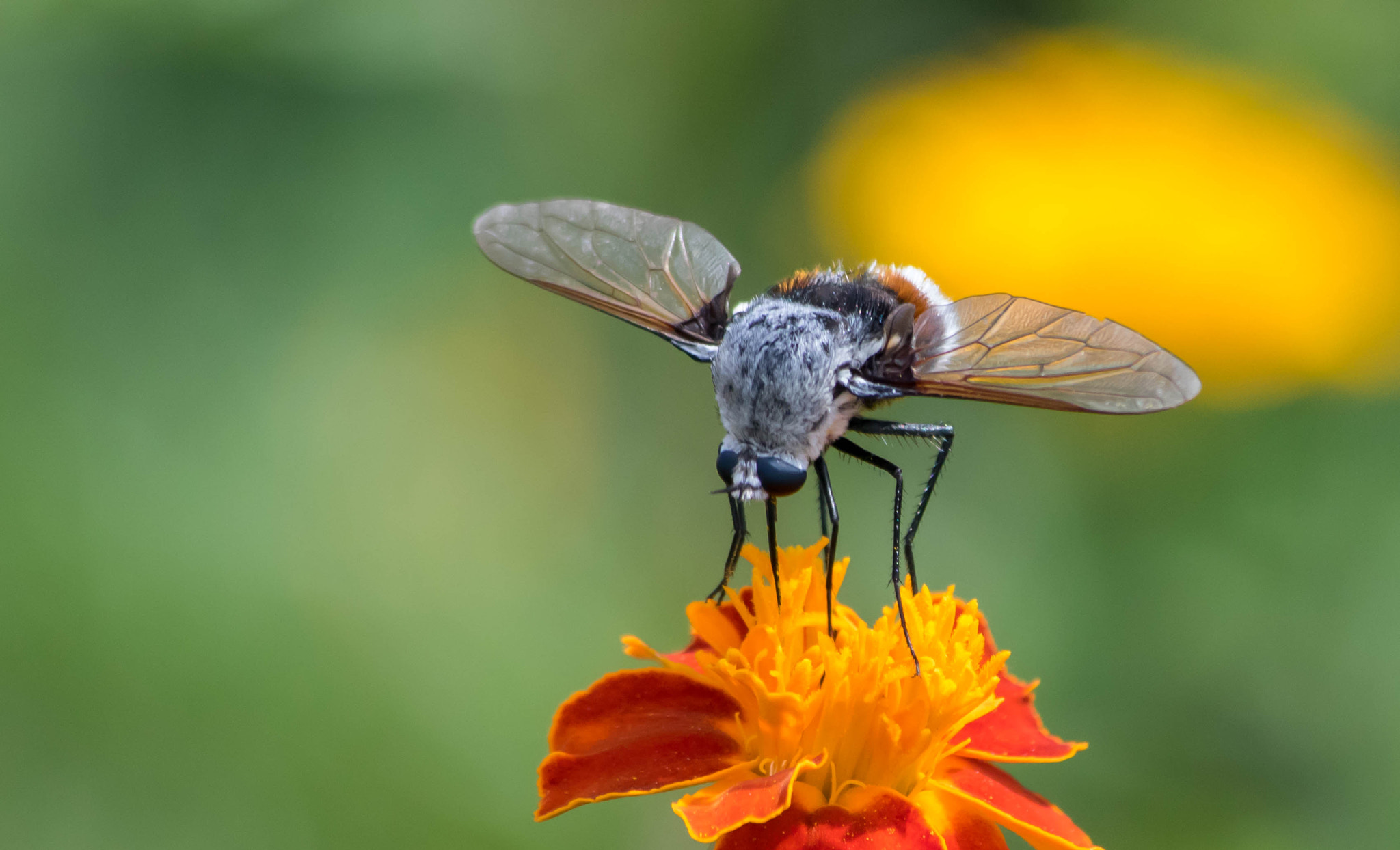 Canon EF 70-300mm F4-5.6 IS USM sample photo. Wings photography