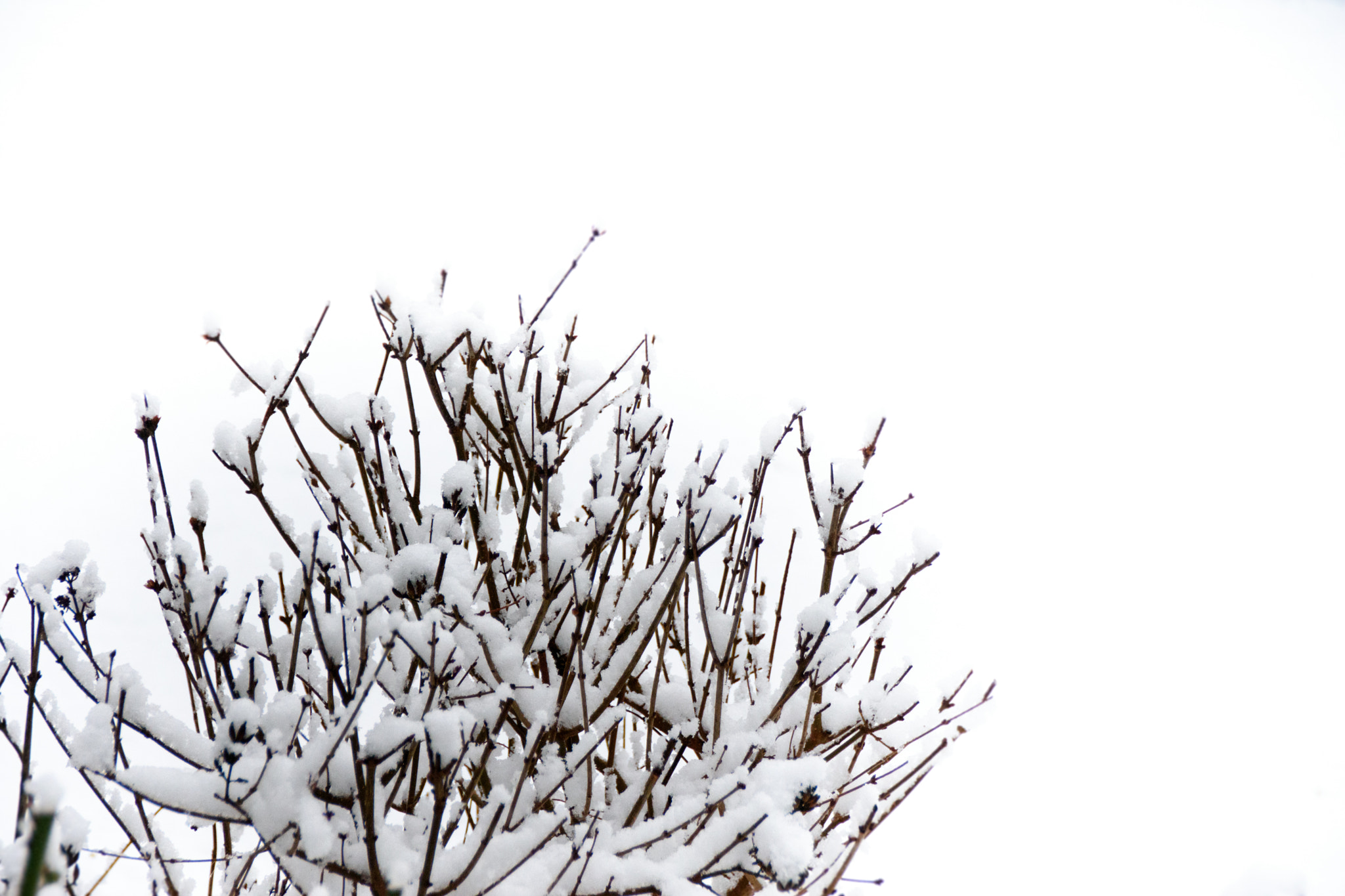 Sigma 18-250mm F3.5-6.3 DC Macro OS HSM sample photo. Winter minimalism photography