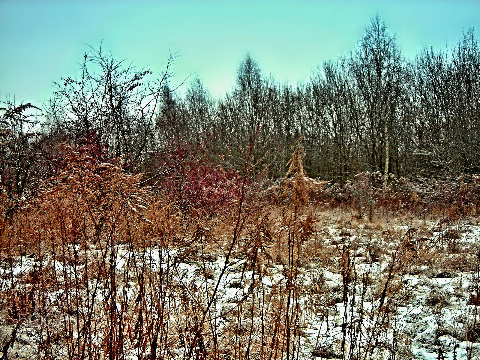 Nikon COOLPIX L3 sample photo. Winter colors. photography