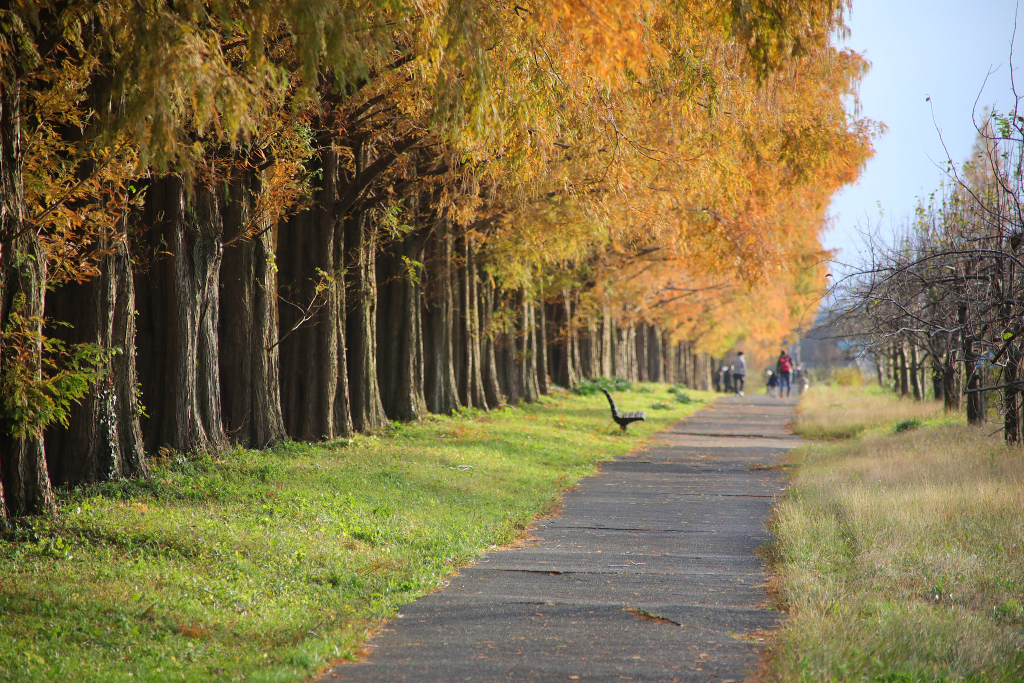 Canon EOS 5D Mark IV sample photo. Yellow photography