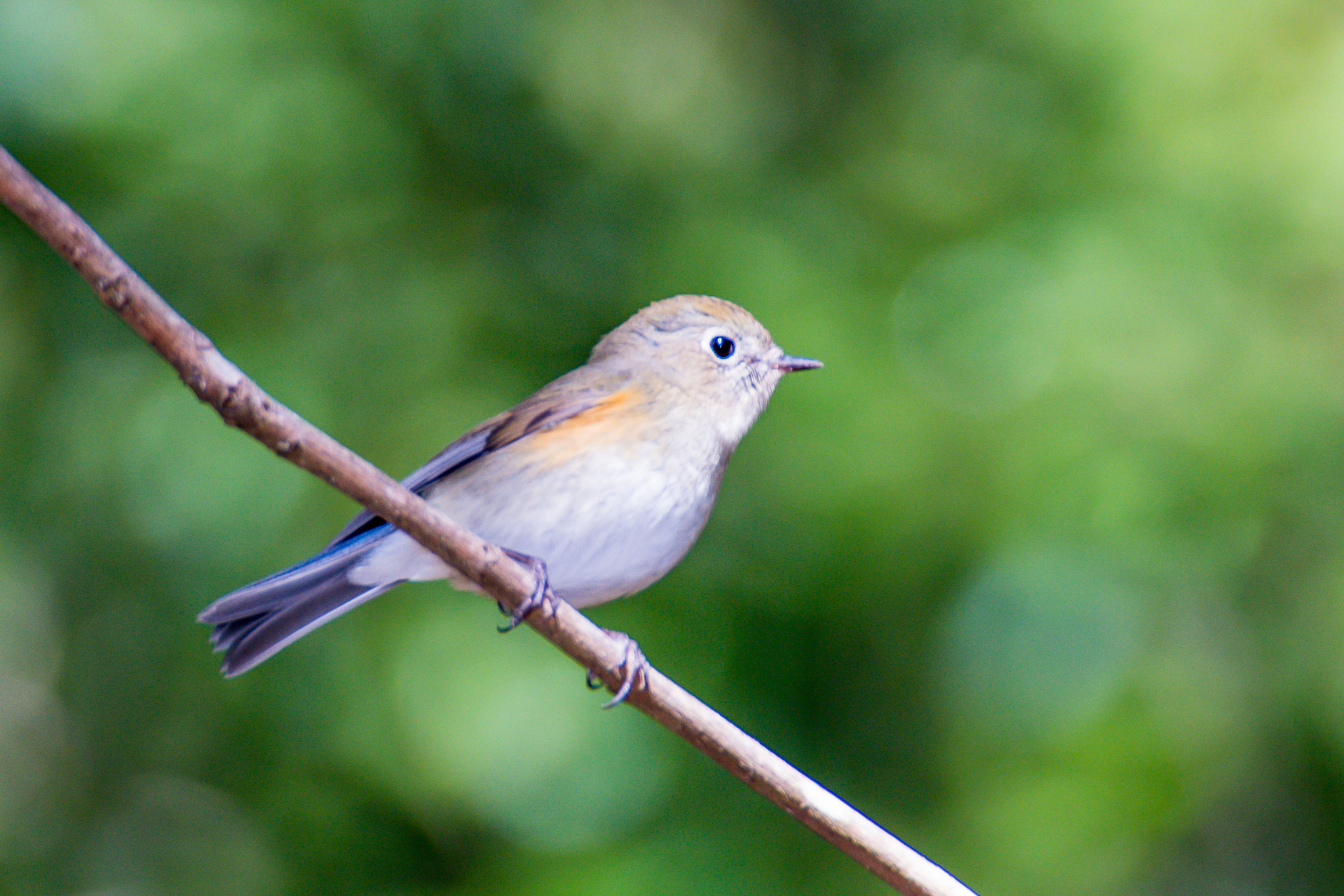 Sony FE 70-200mm F2.8 GM OSS sample photo. Bird watching first try! photography