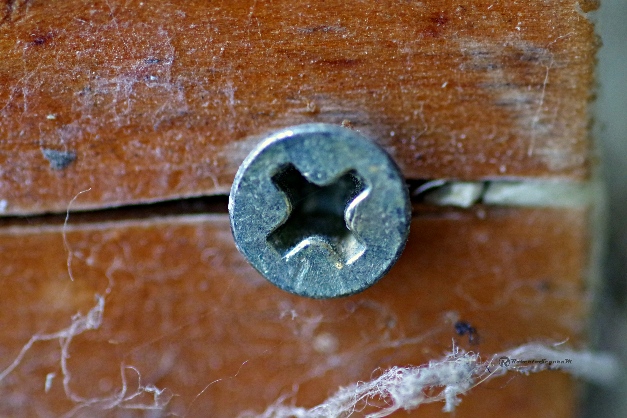 Pentax smc D-FA 100mm F2.8 Macro WR sample photo. Tornillo photography