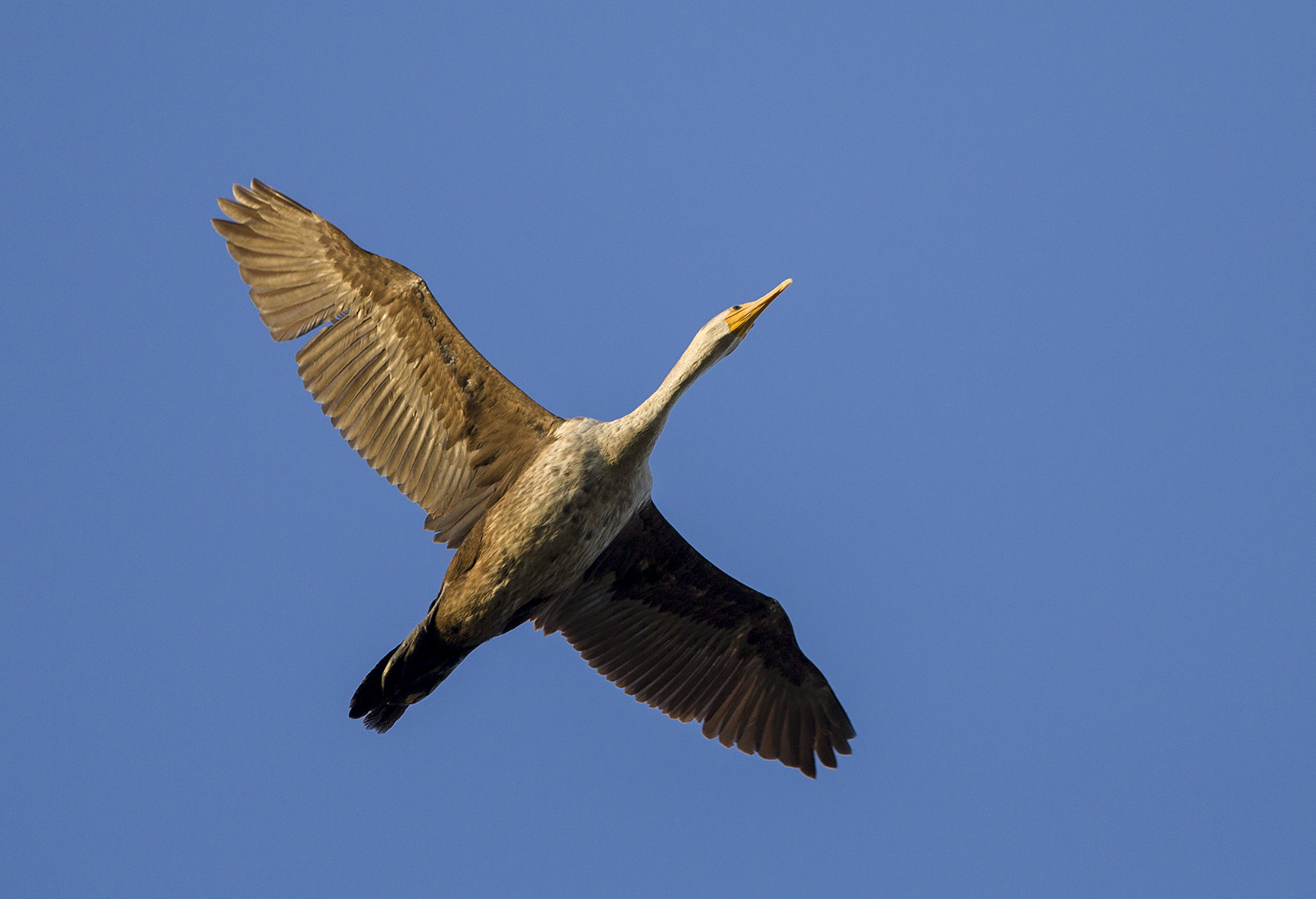 Canon EF 300mm F2.8L IS USM sample photo. Flyby photography