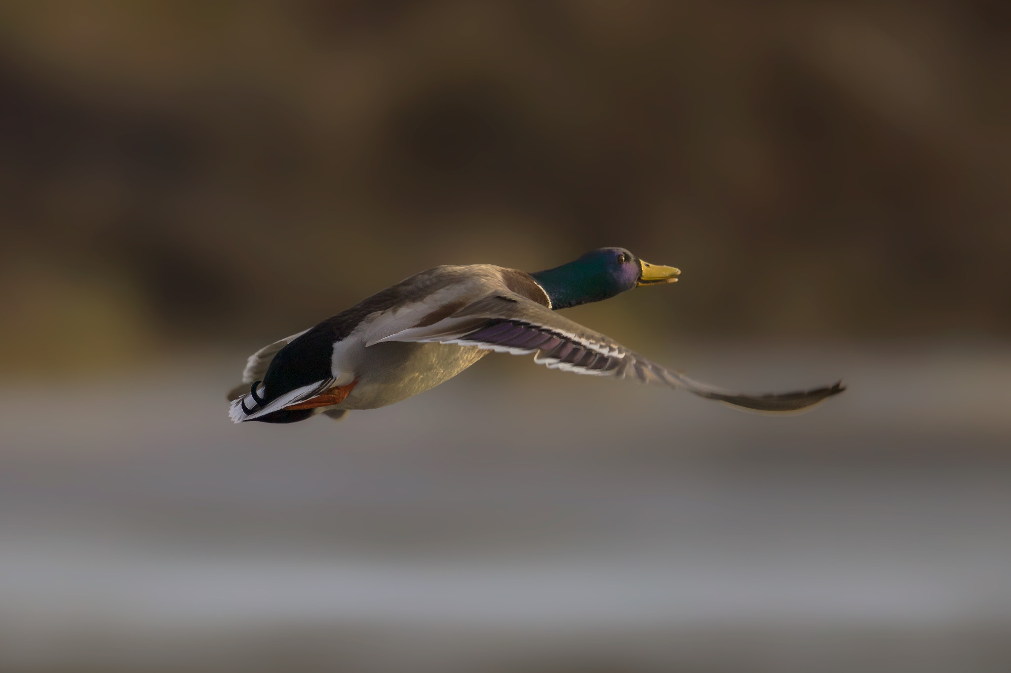 Canon EF 400mm F2.8L IS II USM sample photo. Fly away.. photography