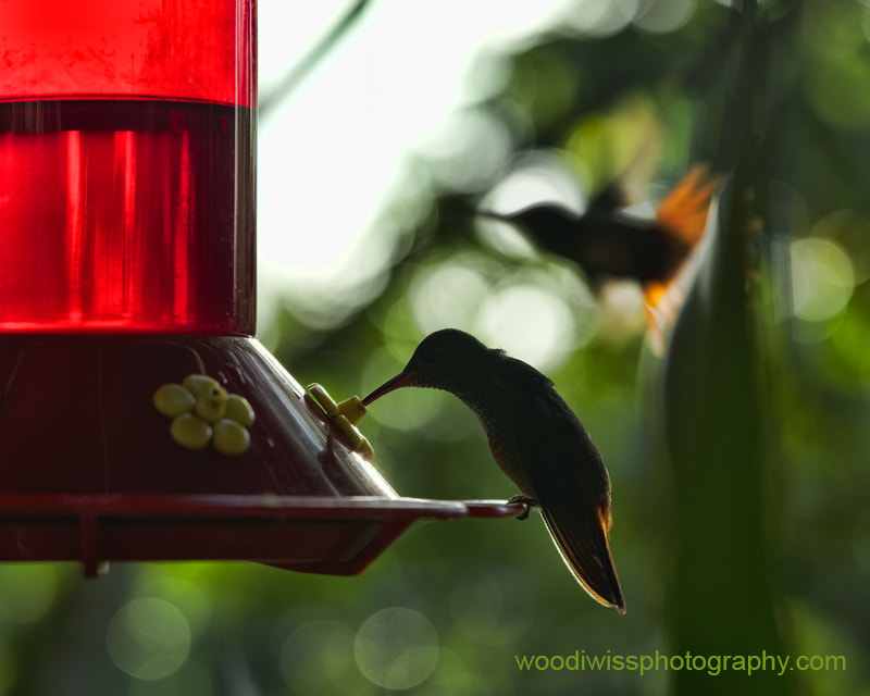 Sony a7R + Sony FE 90mm F2.8 Macro G OSS sample photo. Lineup at the feeder photography