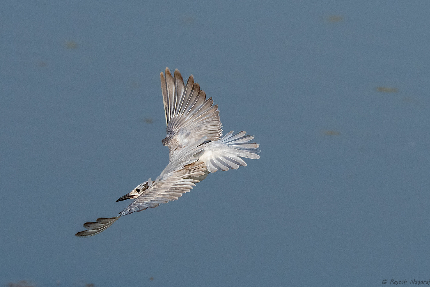 Sigma 150-600mm F5-6.3 DG OS HSM | C sample photo. ~~ whiskered tern ~~ photography