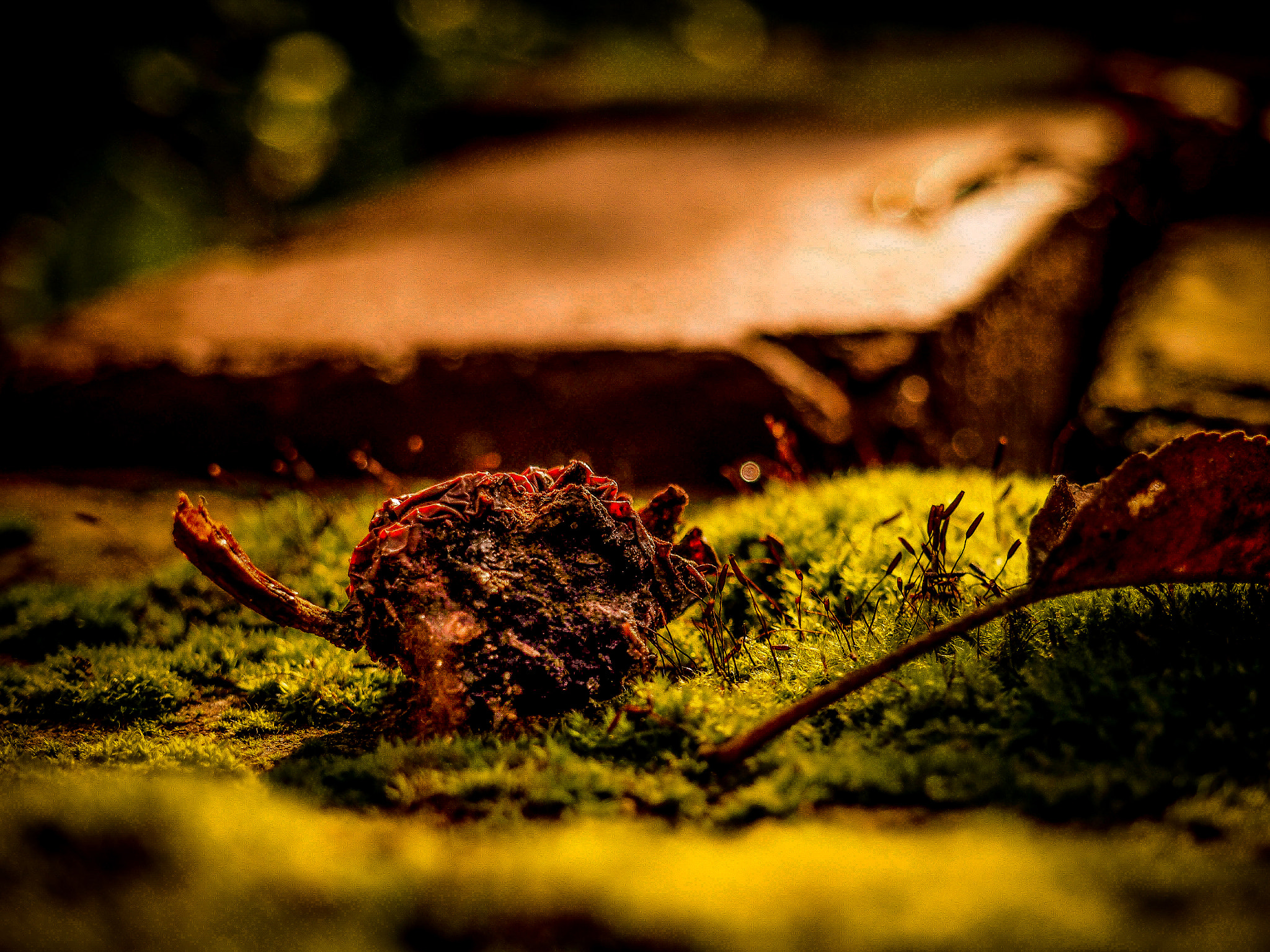 Olympus PEN E-PL7 sample photo. Rotten apple photography