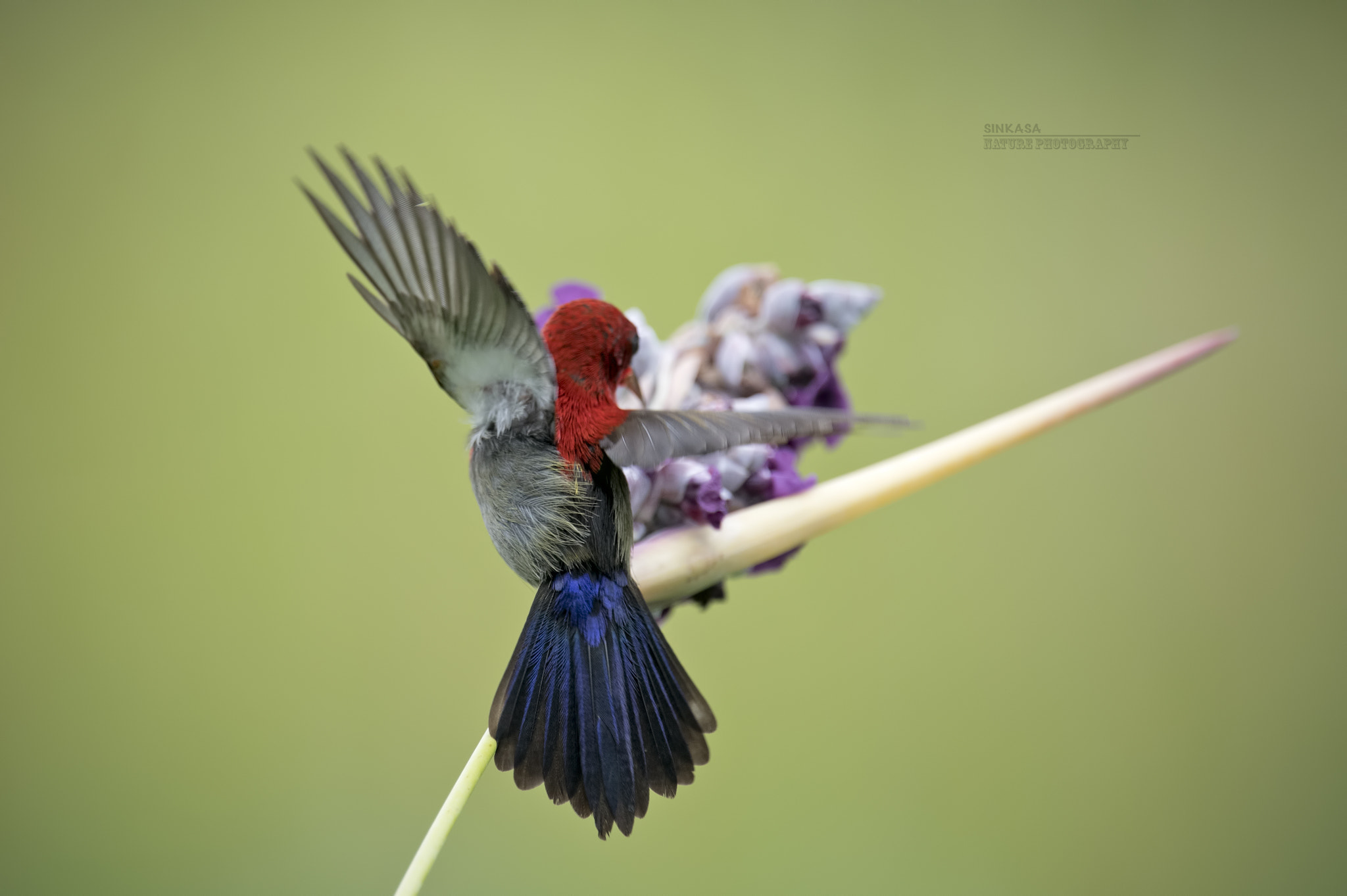 Nikon Nikkor AF-S 300mm F4E PF ED VR sample photo. Crimson sunbird photography