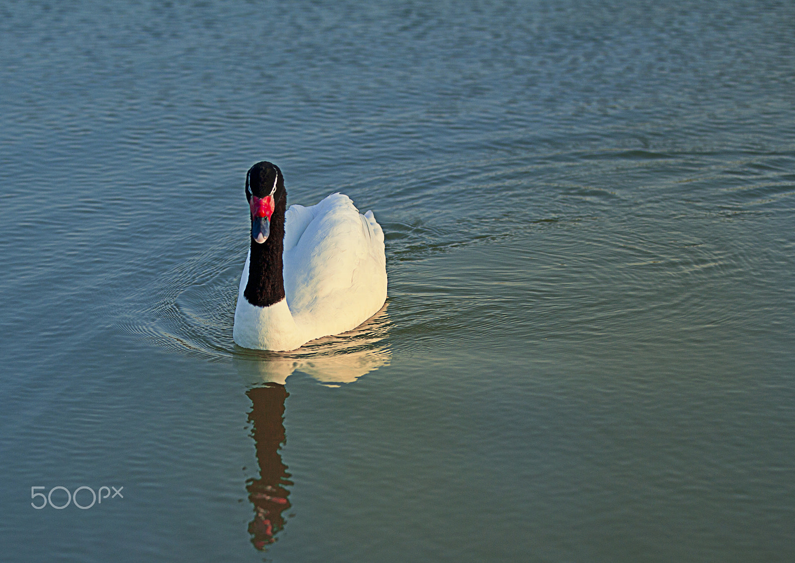 Canon EOS-1D Mark IV sample photo. Swan lake photography