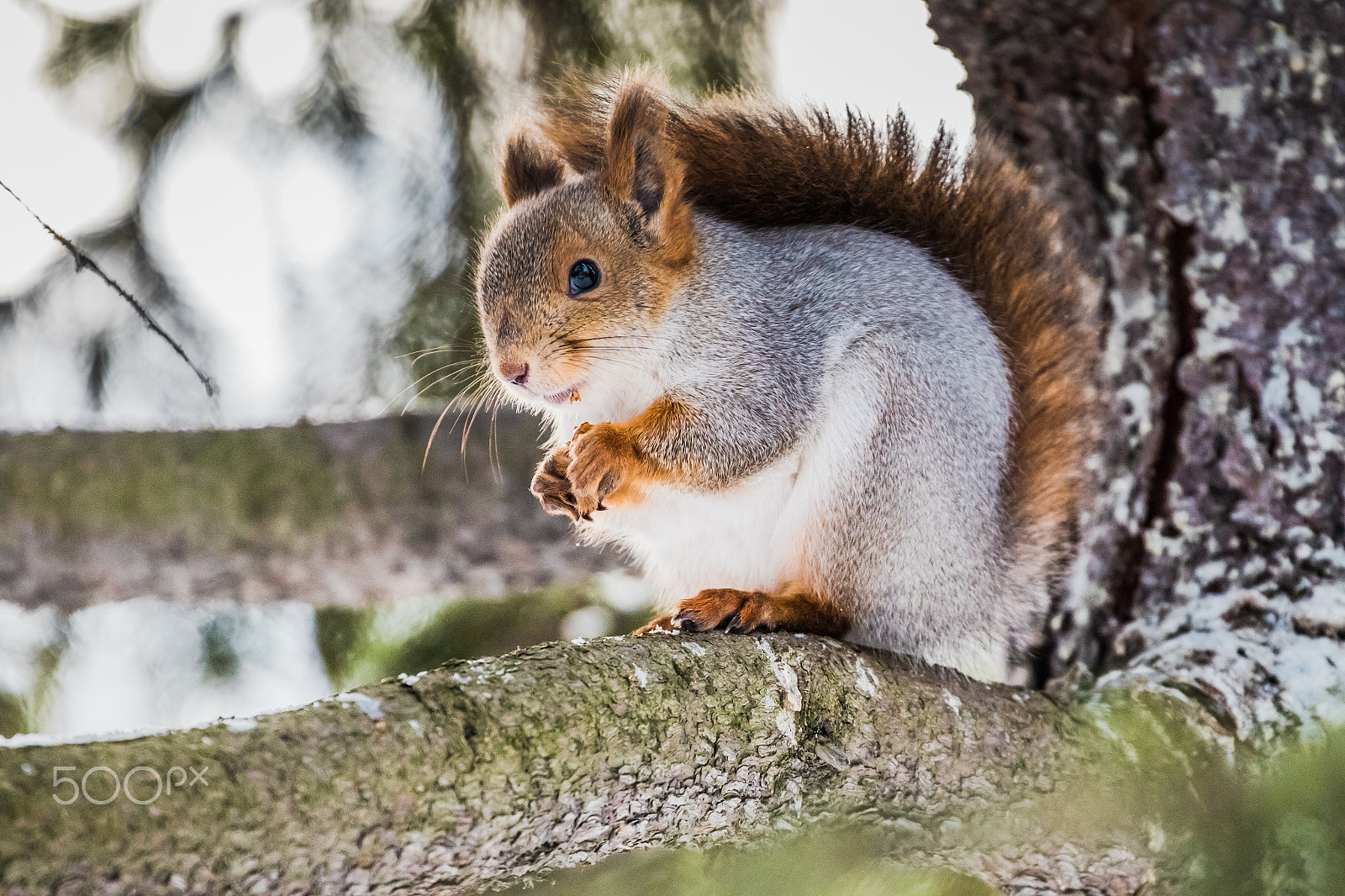 Canon EF 70-300mm F4-5.6L IS USM sample photo. Squirrel photography