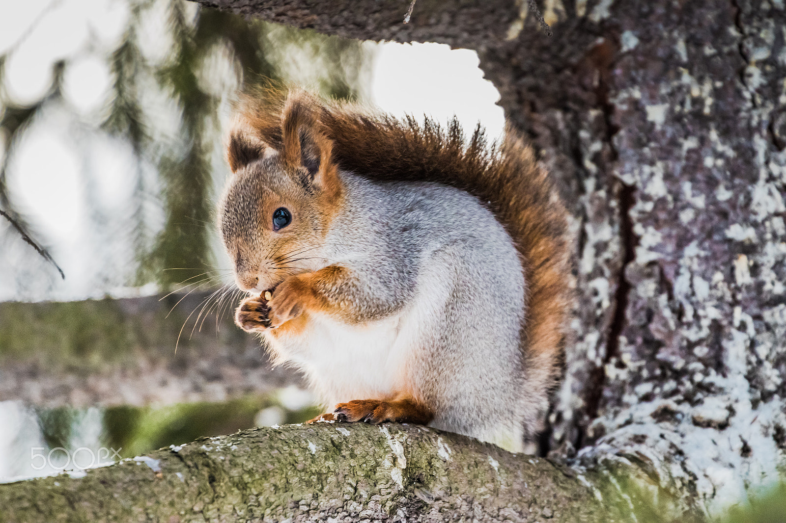 Canon EF 70-300mm F4-5.6L IS USM sample photo. Squirrel photography