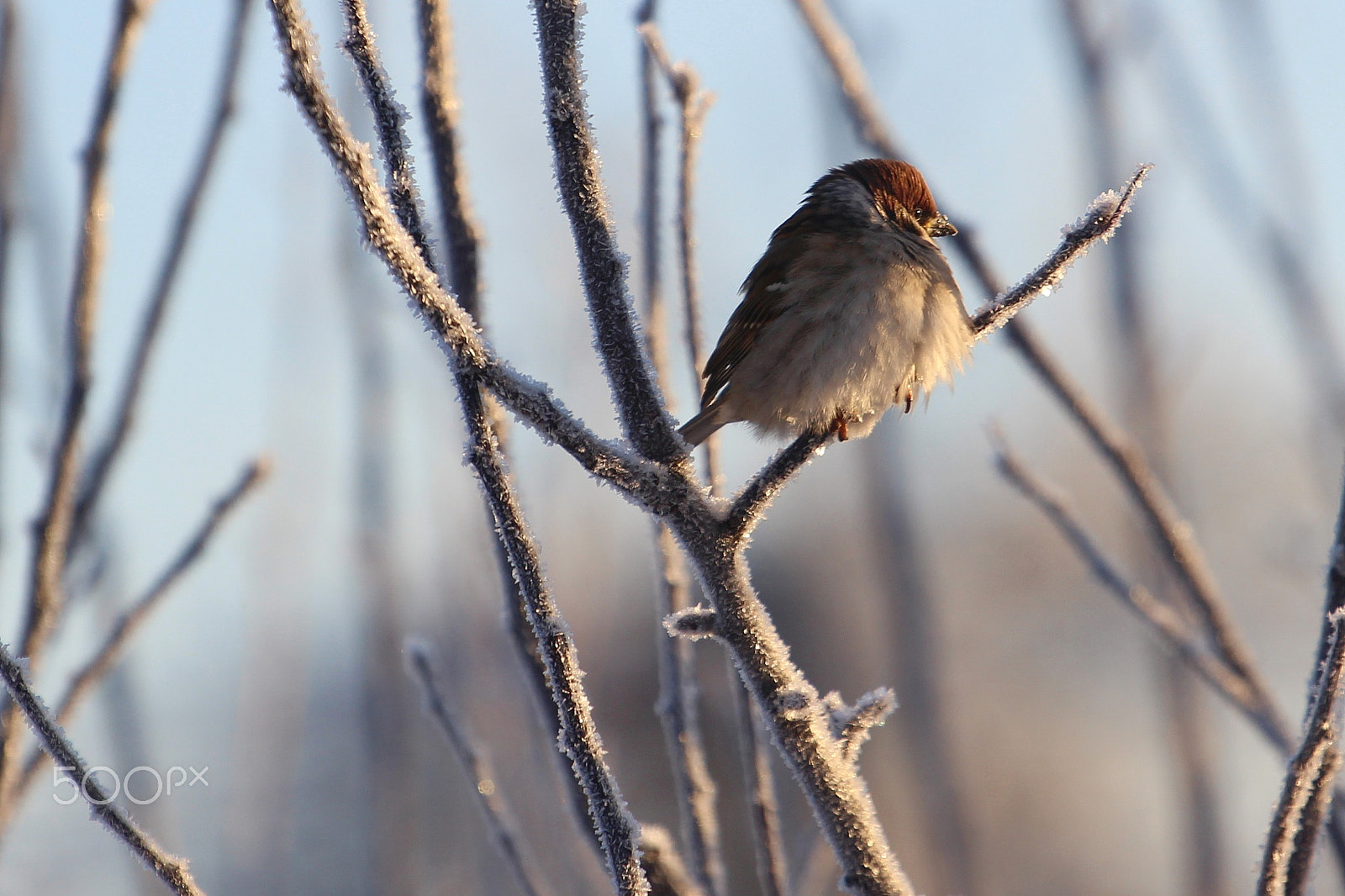 Canon EOS 1200D (EOS Rebel T5 / EOS Kiss X70 / EOS Hi) sample photo. Sparrow in a winter coat photography