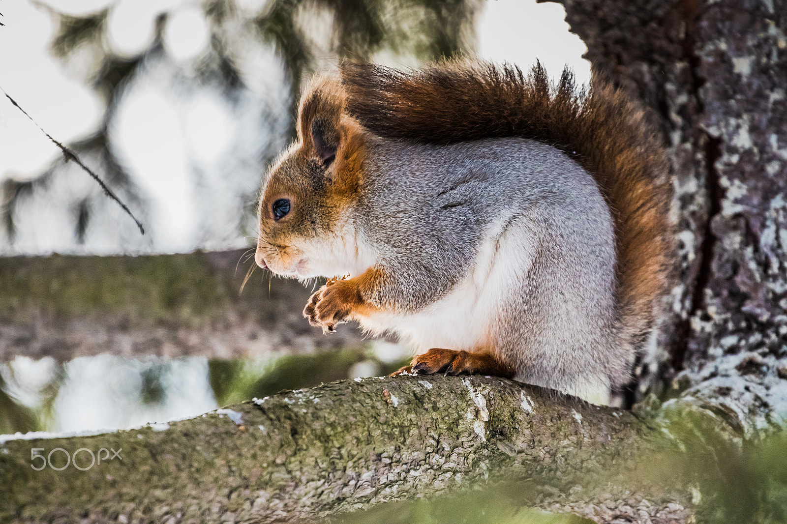 Canon EF 70-300mm F4-5.6L IS USM sample photo. Squirrel photography