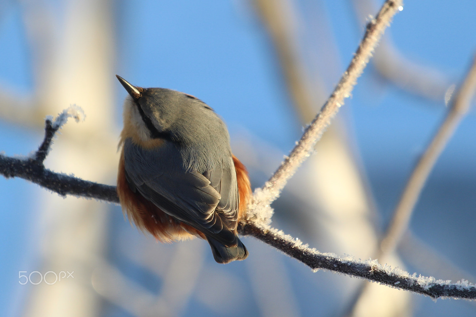 Canon EOS 1200D (EOS Rebel T5 / EOS Kiss X70 / EOS Hi) sample photo. In the sun waiting photography