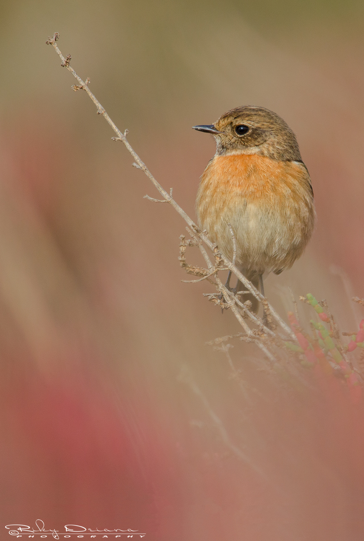 Nikon D7000 + Nikon AF-S Nikkor 300mm F4D ED-IF sample photo. Saltimpalo all'alba photography