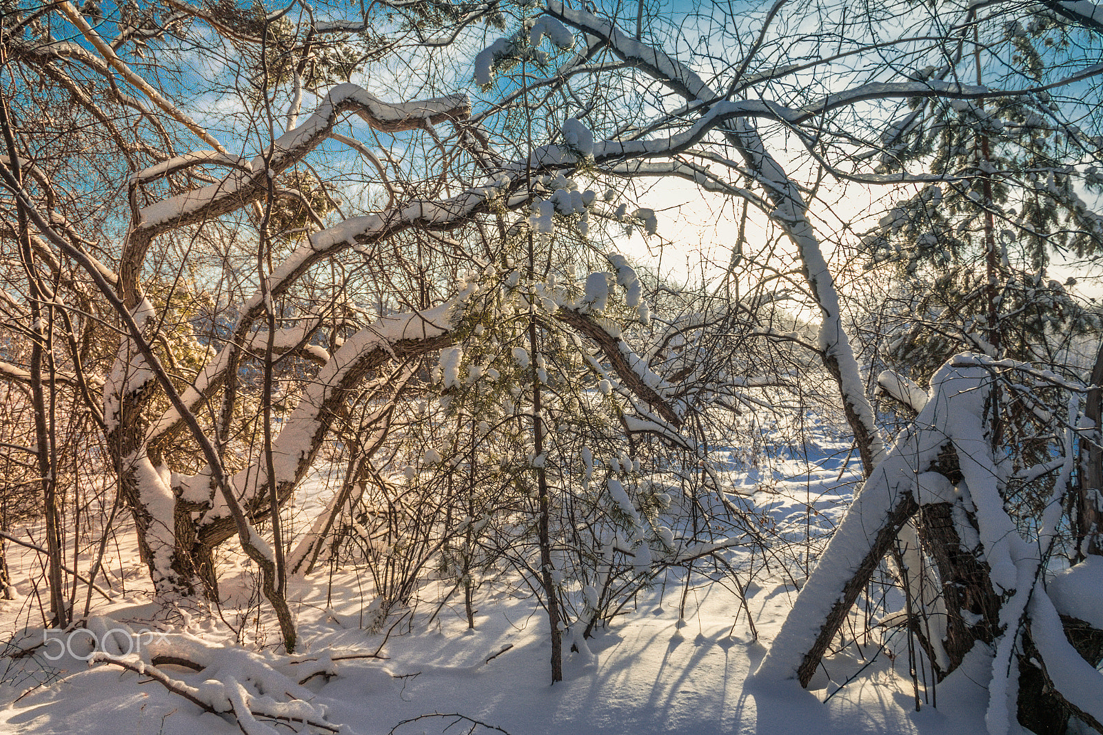 Canon EOS 7D Mark II + Canon EF-S 18-135mm F3.5-5.6 IS sample photo. Winter in urals forest photography