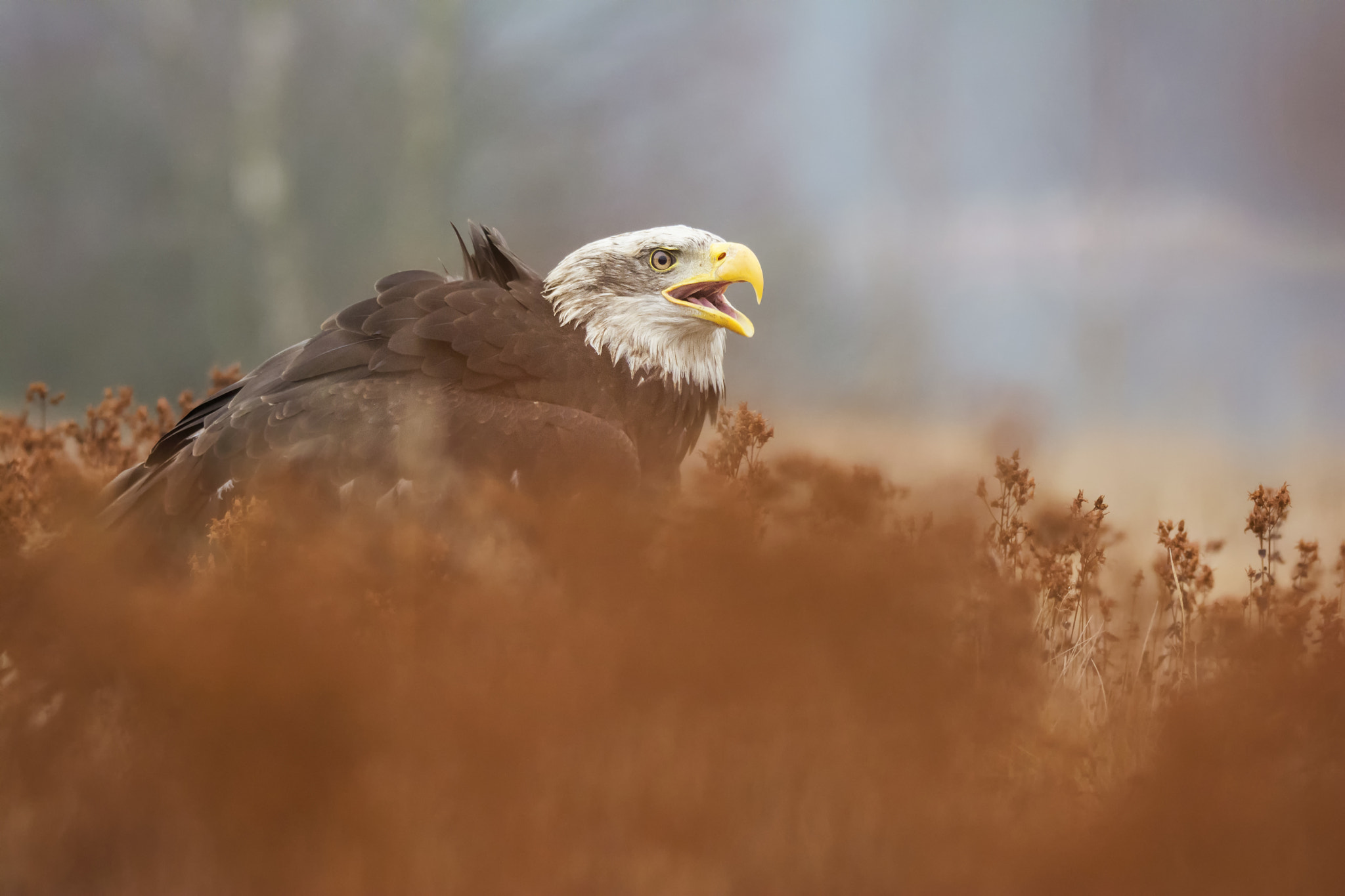 Nikon D7100 sample photo. Bald eagle photography