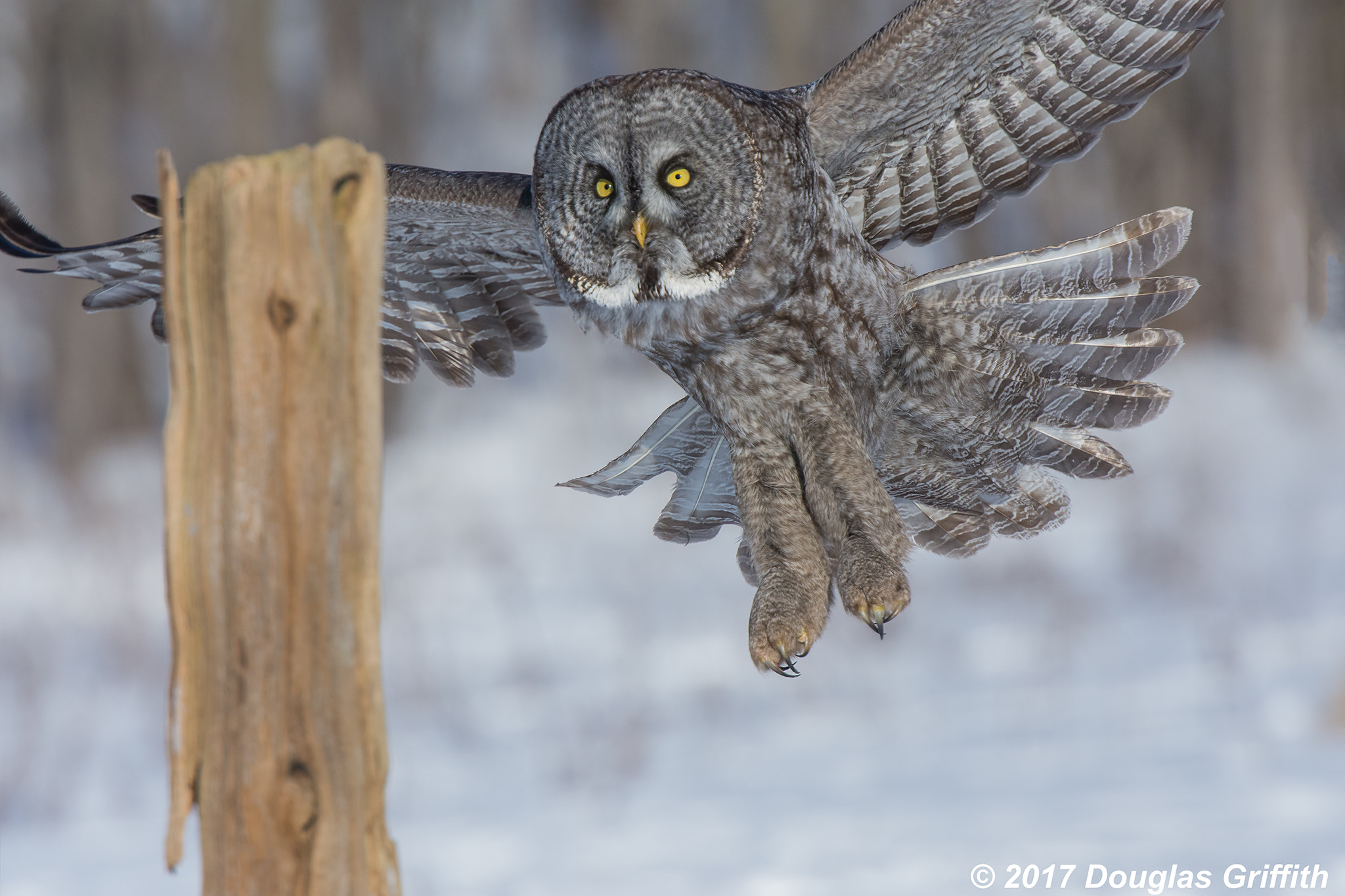 Nikon AF-S Nikkor 70-200mm F2.8G ED VR II sample photo. Cleared to land: great grey (gray) owl (strix nebulosa) photography