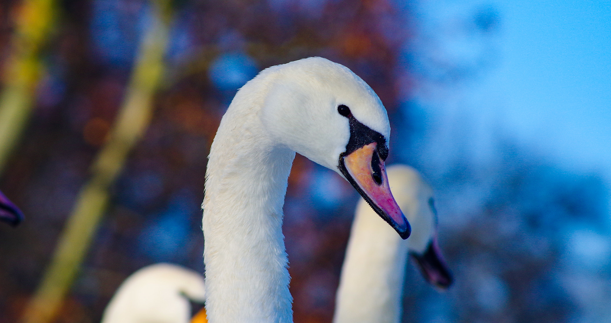 Pentax K-30 + Sigma sample photo. White beauty photography