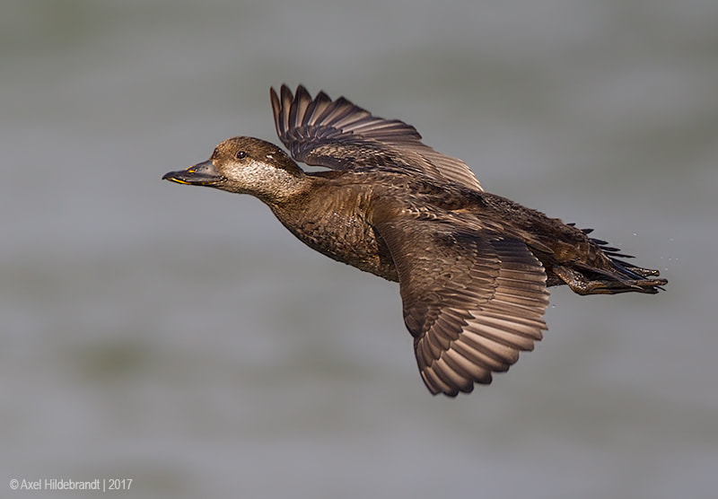 Canon EF 500mm F4L IS USM sample photo. Black scoter photography