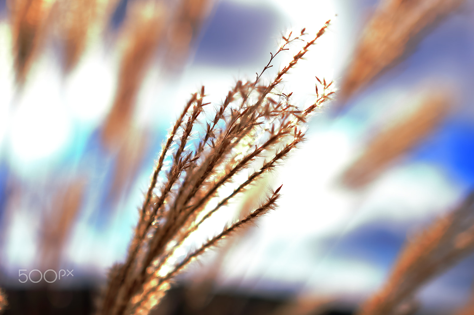 Canon EOS 700D (EOS Rebel T5i / EOS Kiss X7i) sample photo. Japanese pampas grass photography
