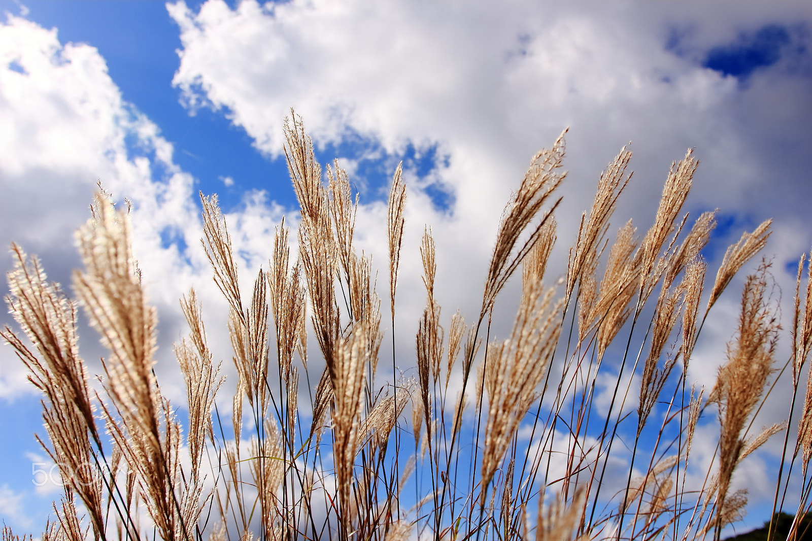 Sigma 18-35mm f/1.8 DC HSM sample photo. Japanese pampas grasses photography