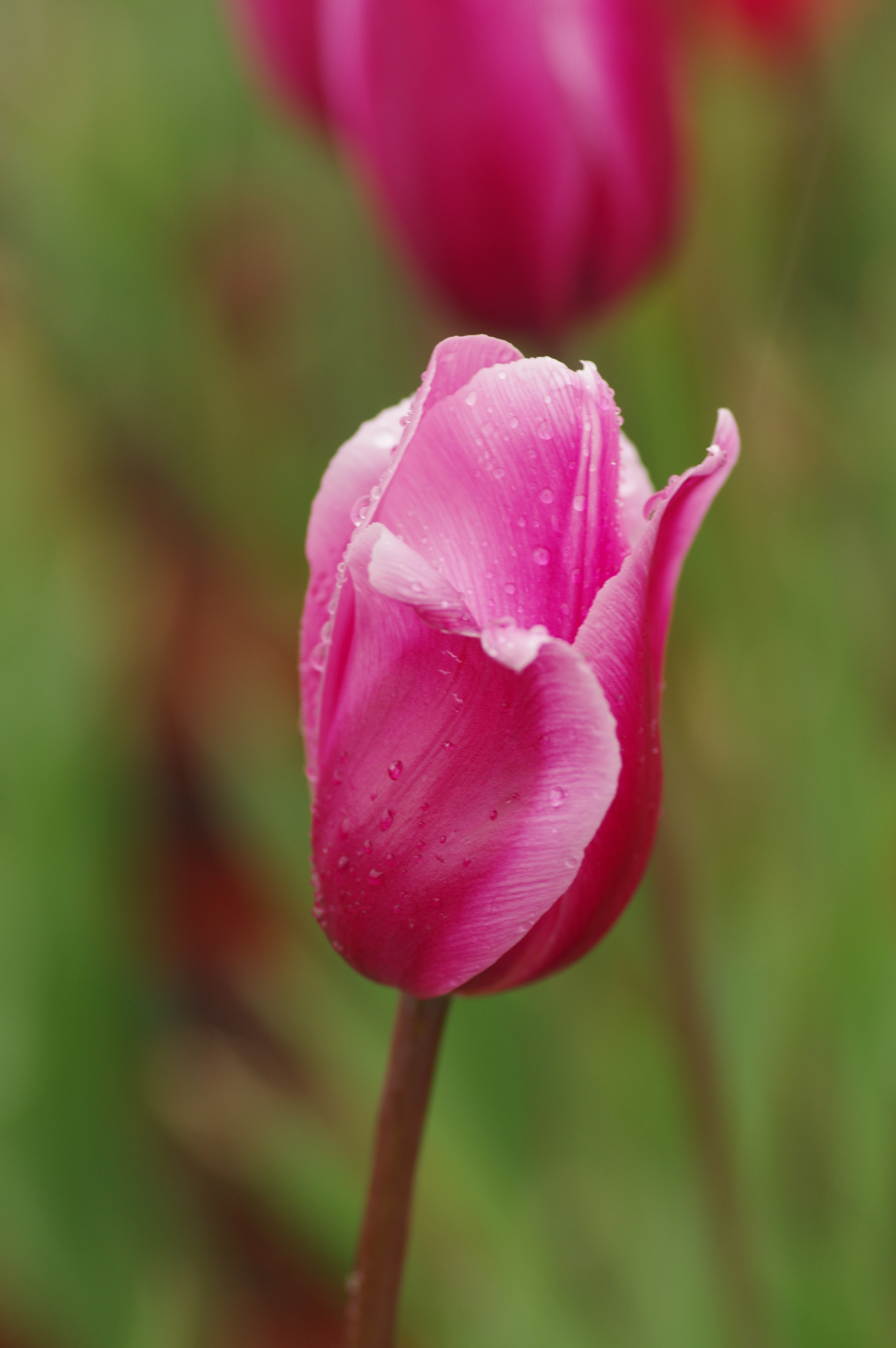 Pentax smc D-FA 100mm F2.8 Macro WR sample photo