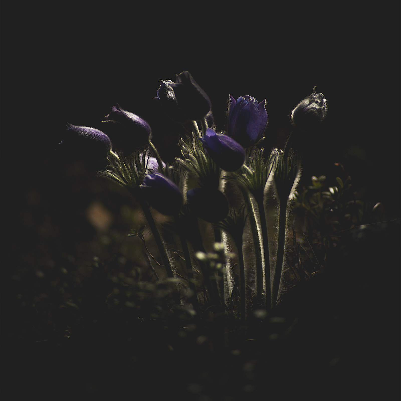 Sony a99 II + Tamron AF 70-300mm F4-5.6 Di LD Macro sample photo