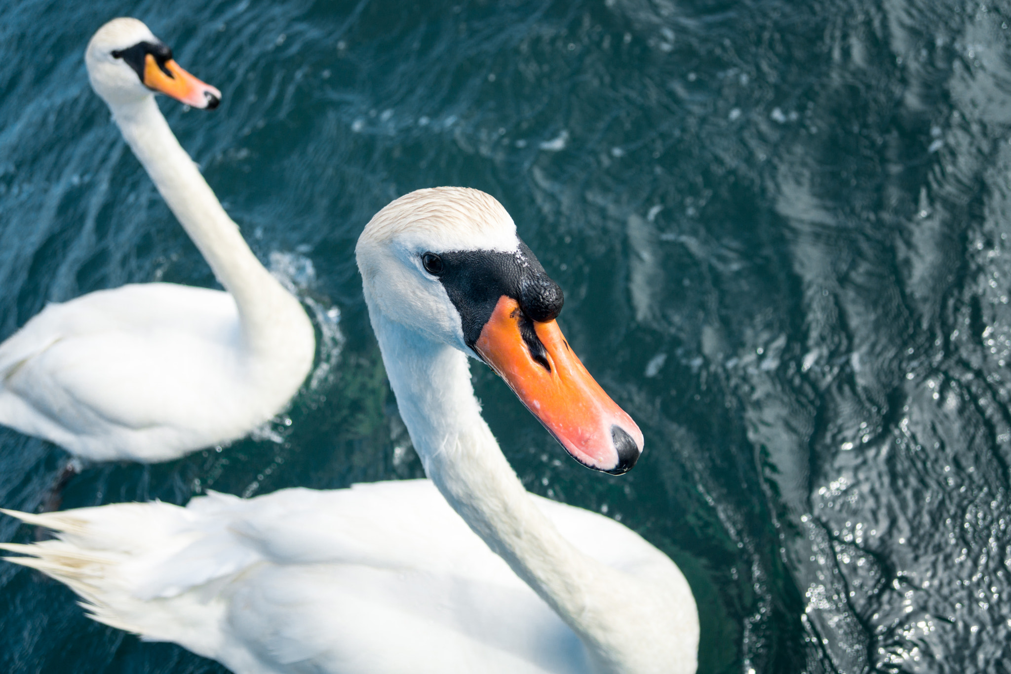Sony E 18-200mm F3.5-6.3 OSS sample photo. Swanseasyou photography