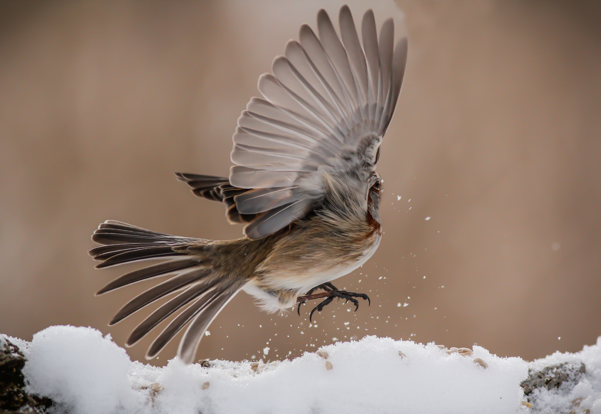 Canon EOS 60D + Canon EF 400mm F5.6L USM sample photo. Sparrow wings photography